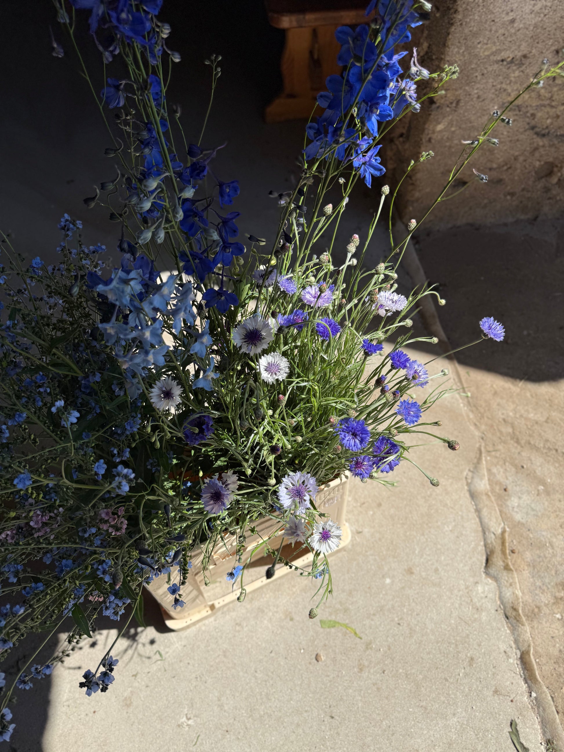 Centaurea cyanus Classic Fantastic | Cornflower therapyofflowers.com