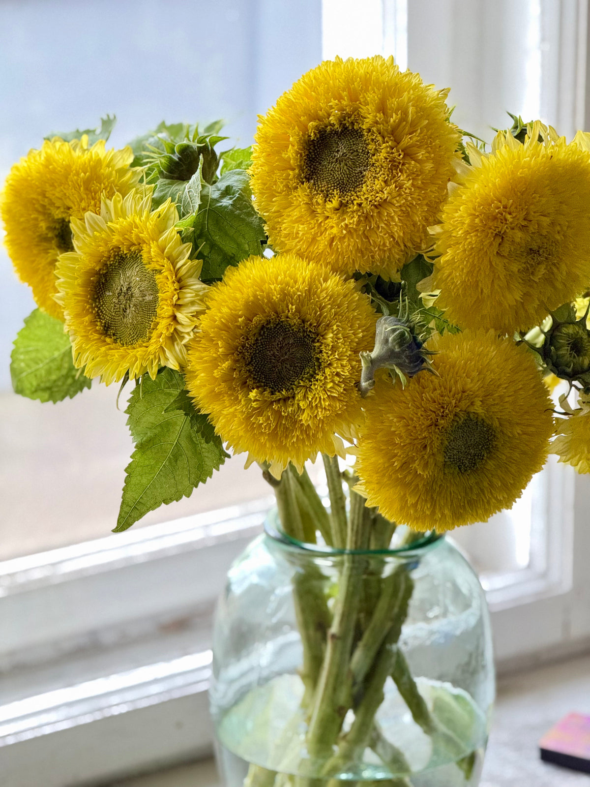 Sunflower Gummy Bear | Helianthus annuus | Short-stemmed cut flower | H 45-70 cm therapyofflowers.com