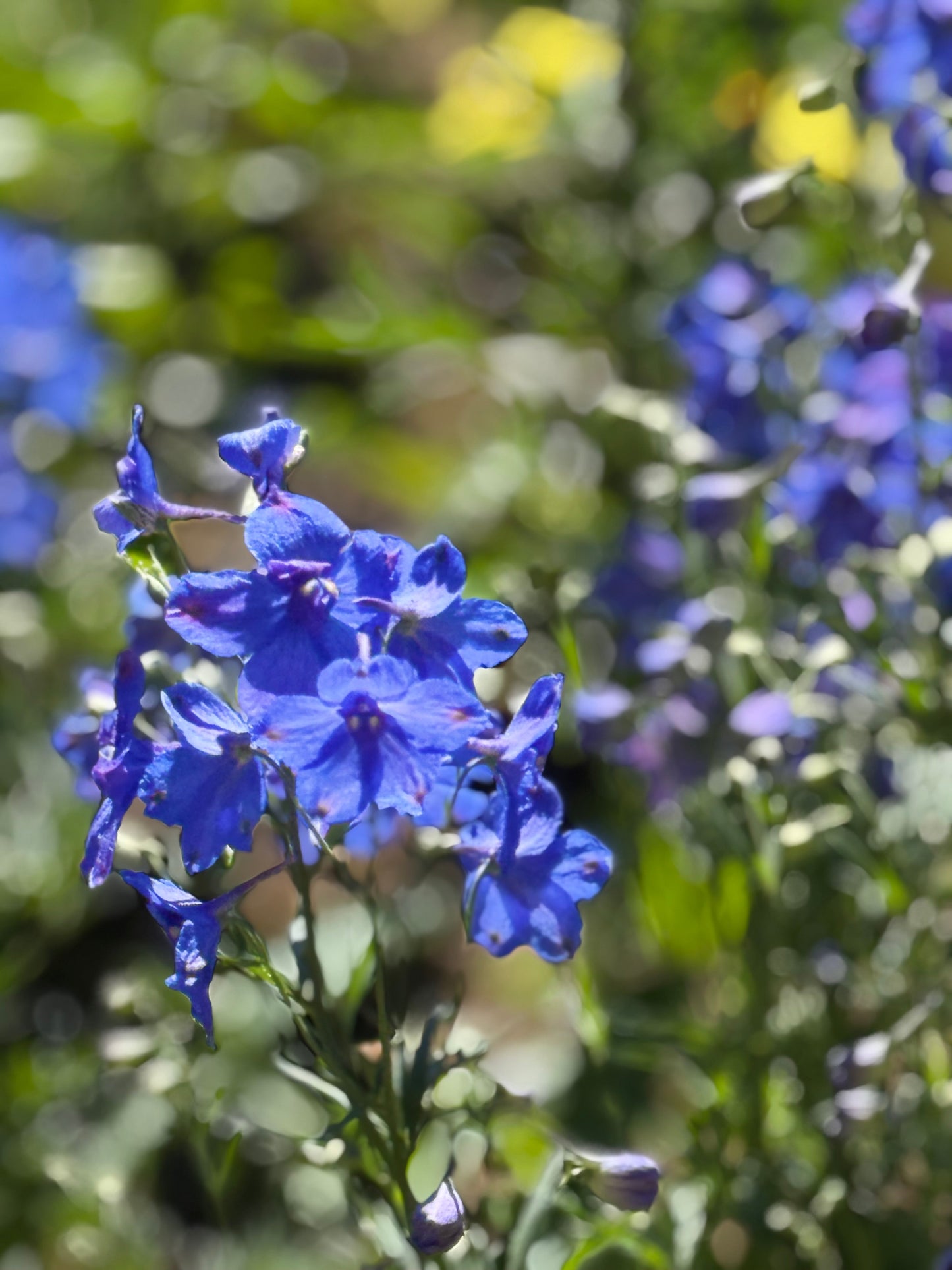 Delphinium x belladonna Blue Shadow® | Candle larkspur therapyofflowers.com