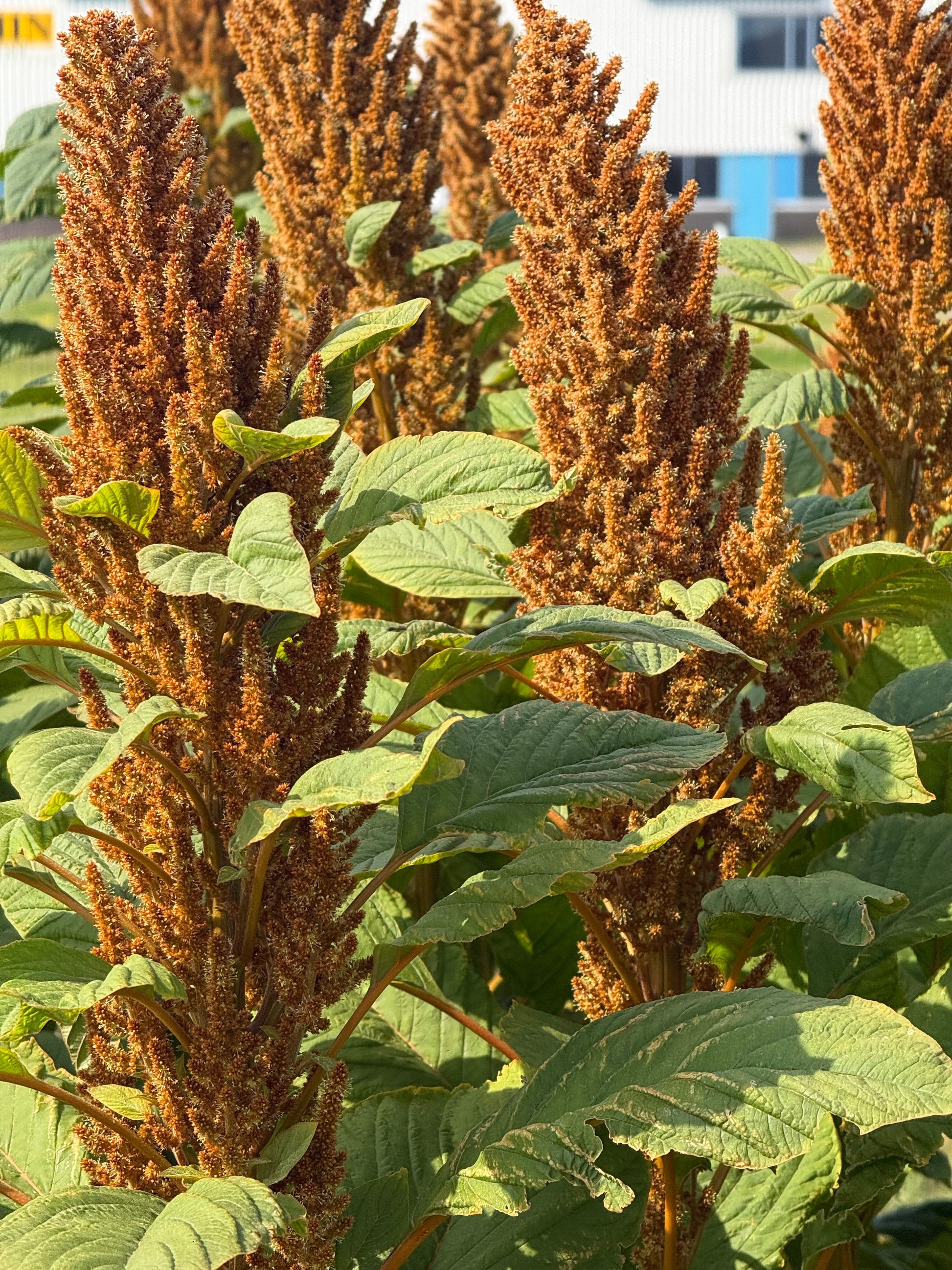 Amaranthus cruentus Hot Biscuits | Yellow-Brown therapyofflowers.com