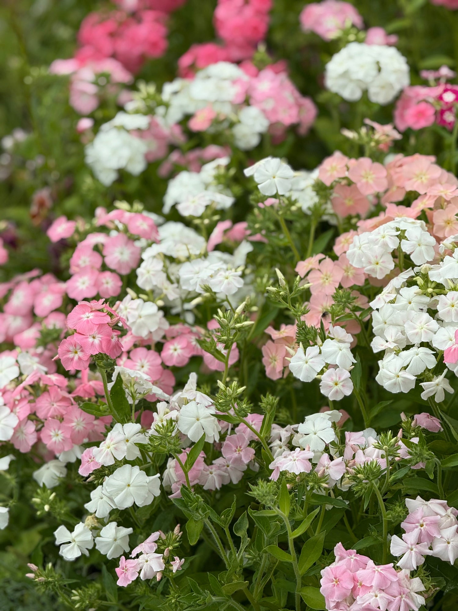 Phlox Drummondii Phlox of Sheep Pastel mix | Annual Phlox therapyofflowers.com