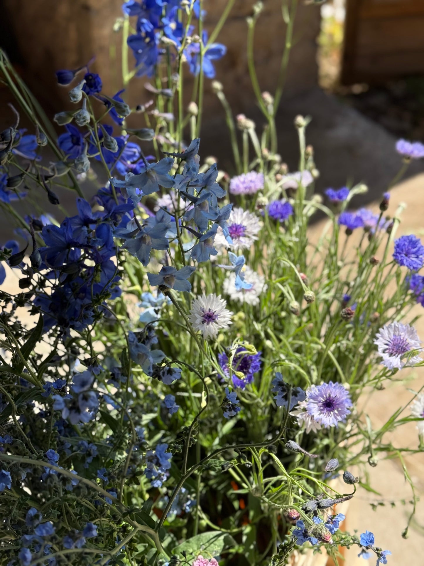 Centaurea cyanus Classic Fantastic | Cornflower therapyofflowers.com