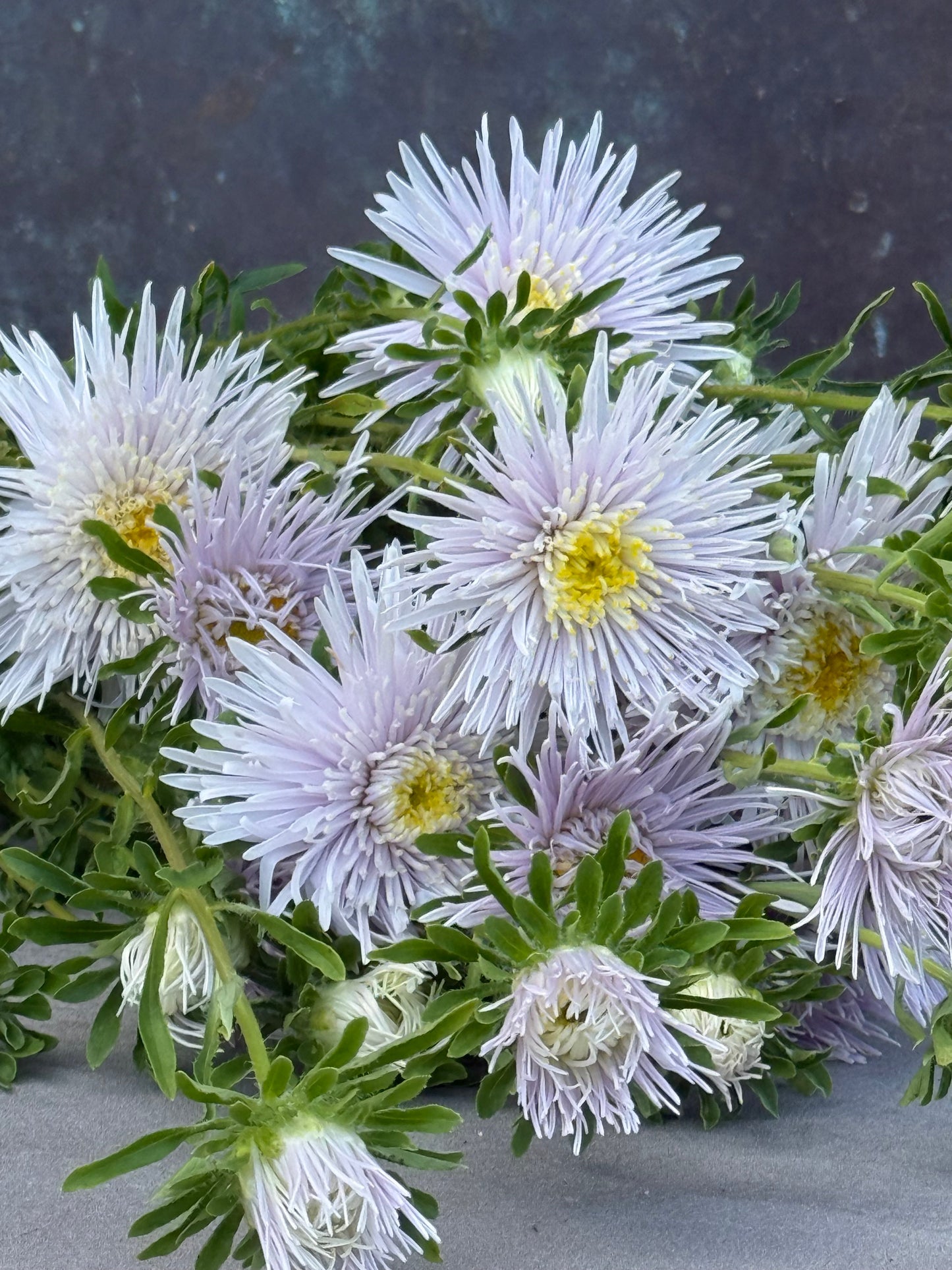 China Aster Sea Starlet Lavender | Callistephus chinensis therapyofflowers.com