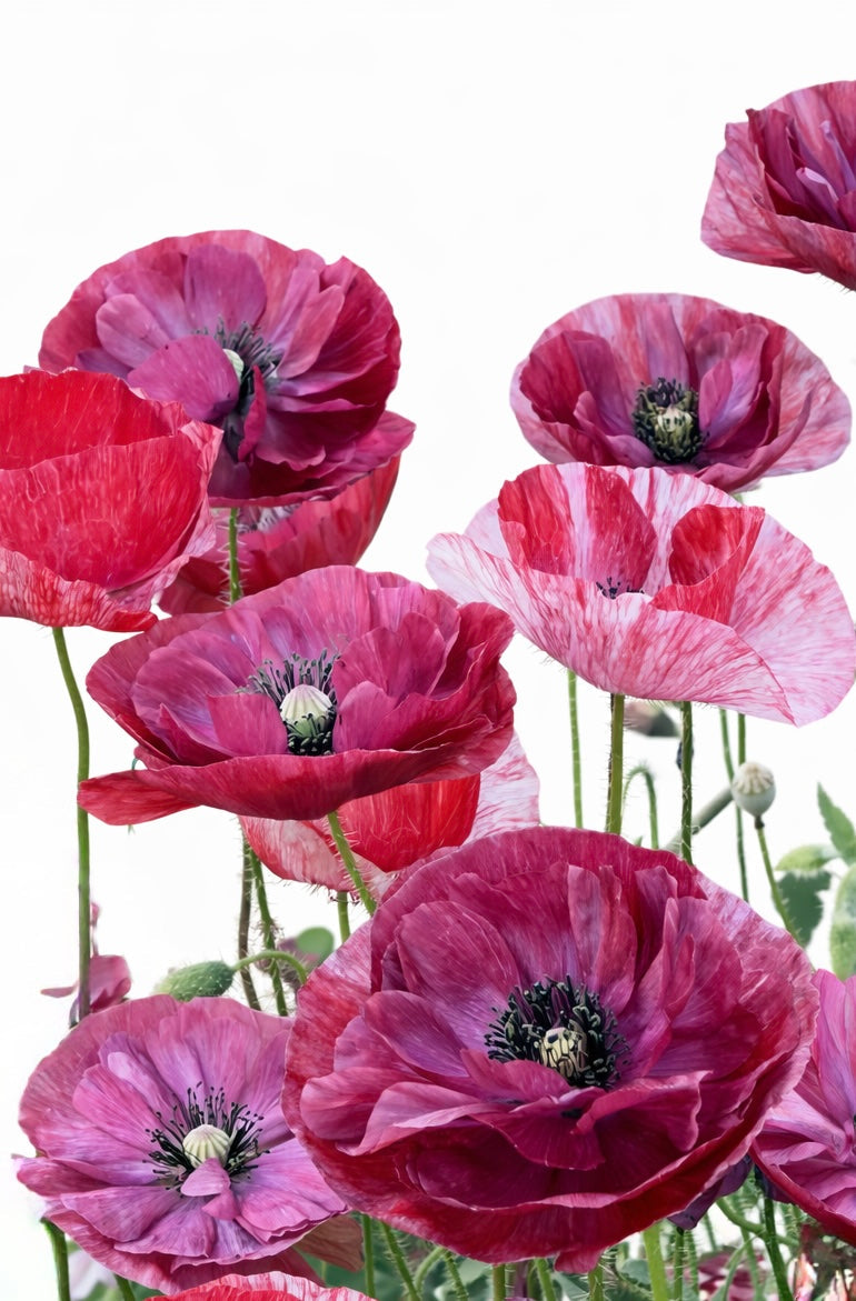 Papaver rhoeas Pandora | Poppy therapyofflowers.com