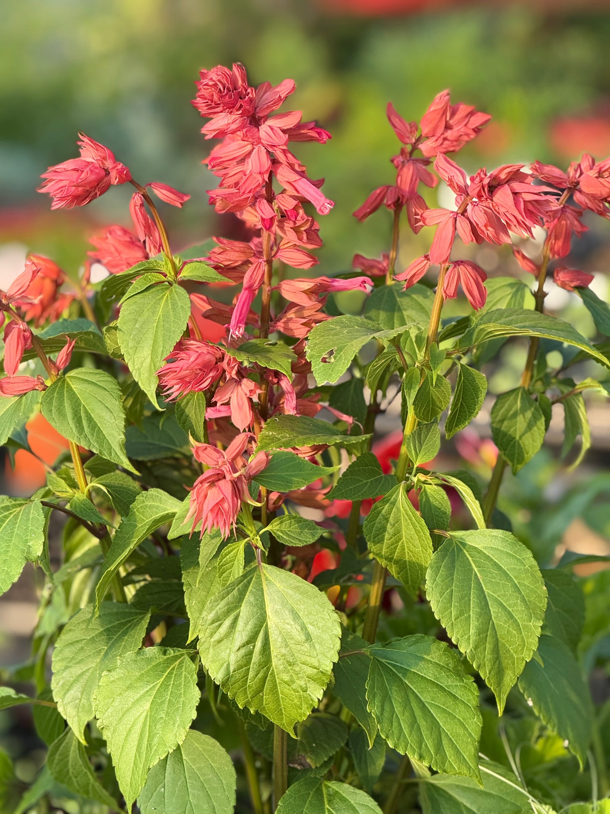 Salvia splendens Estella Coral | Scarlet sage therapyofflowers.com