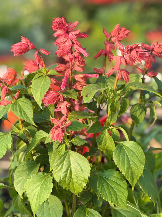 Salvia splendens Estella Coral | Scarlet sage therapyofflowers.com