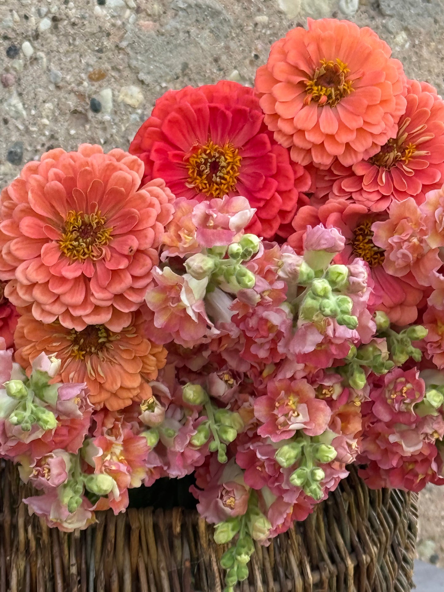 Zinnia elegans Benary's Giant Salmon Rose therapyofflowers.com