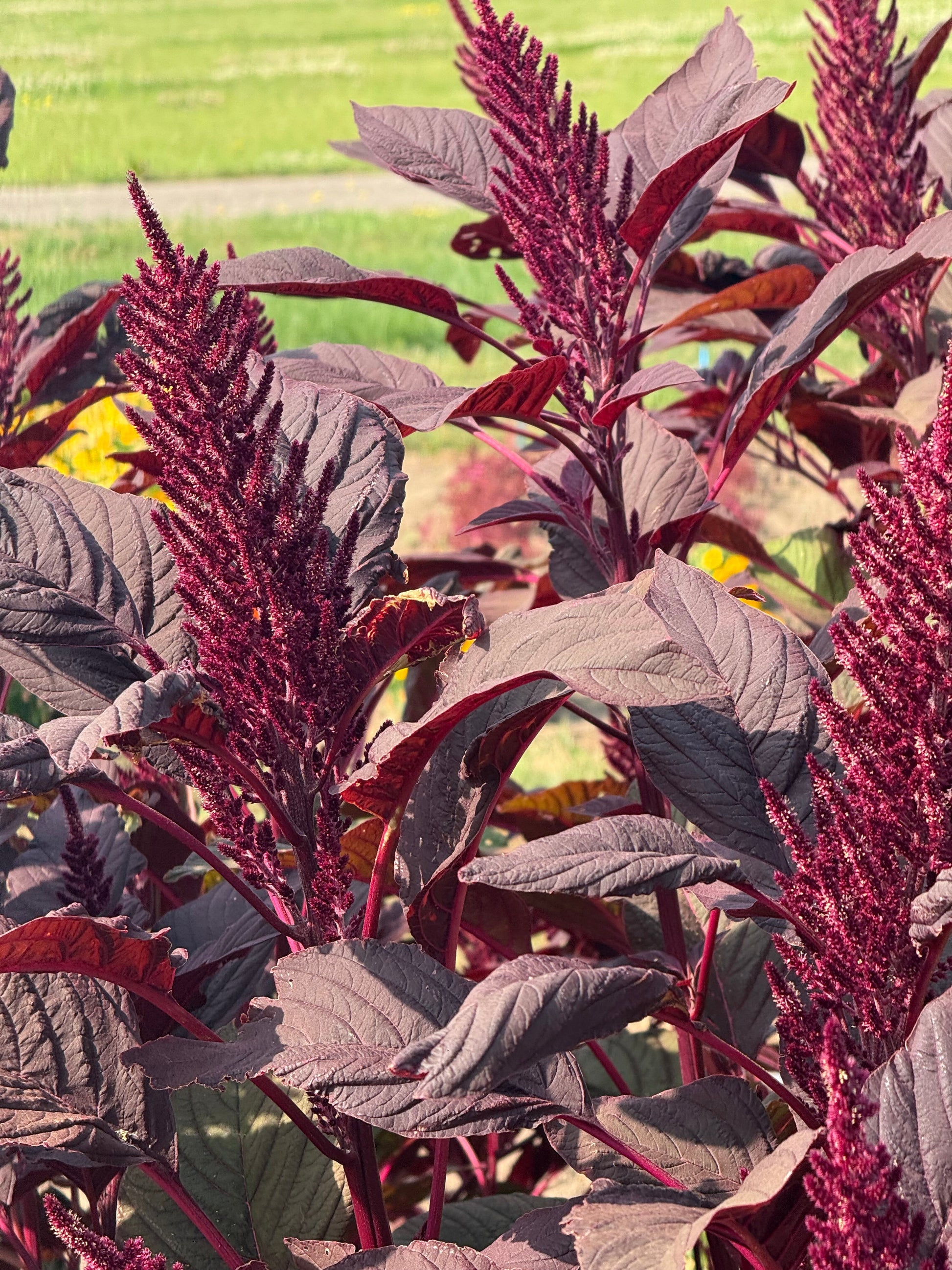 Amaranthus cruentus Velvet Curtains therapyofflowers.com