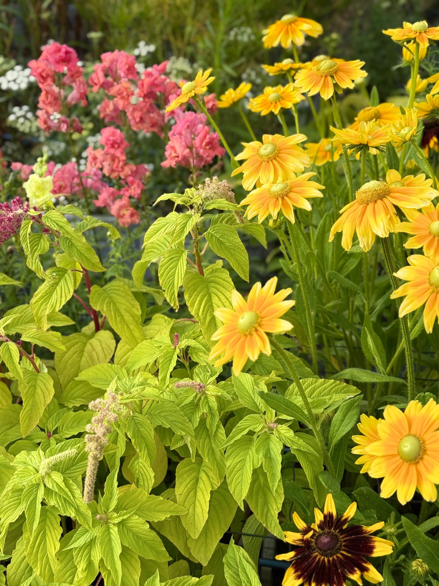 Rudbeckia hirta Prairie Sun | Black-Eyed Susan | Cut Flower therapyofflowers.com