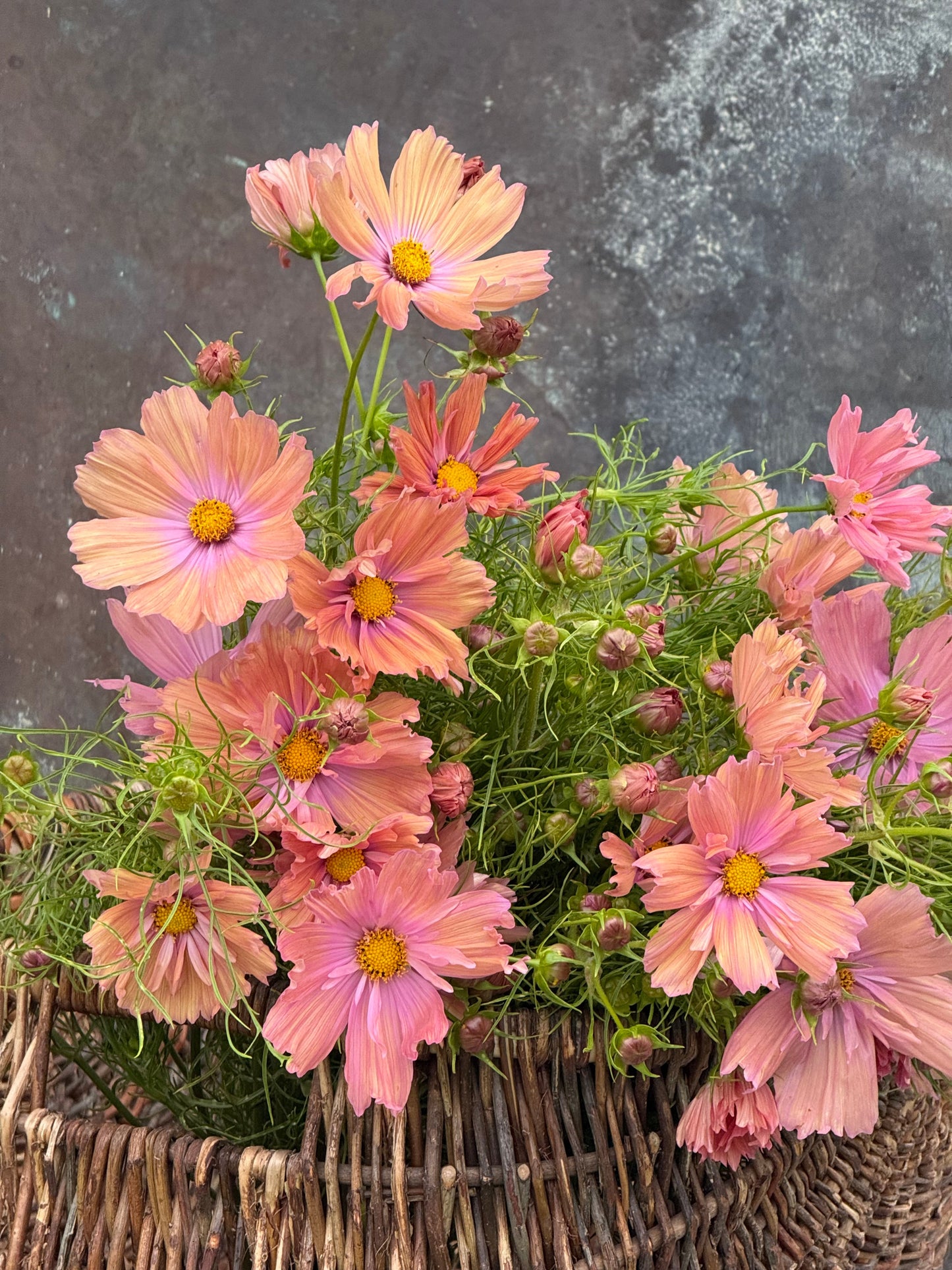 Cosmos bipinnatus Apricotta | Cut Flower Variety therapyofflowers.com