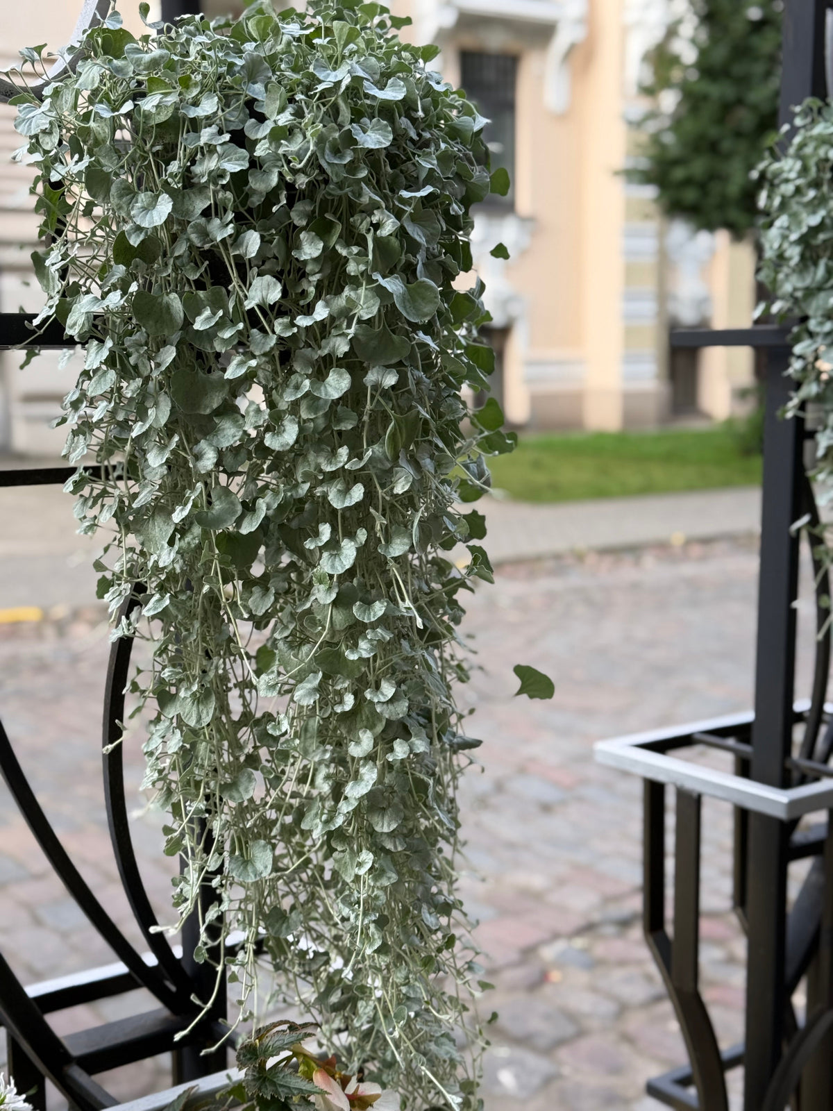 Dichondra argentea Silver Surfer™ | Silver ponysfoot therapyofflowers.com