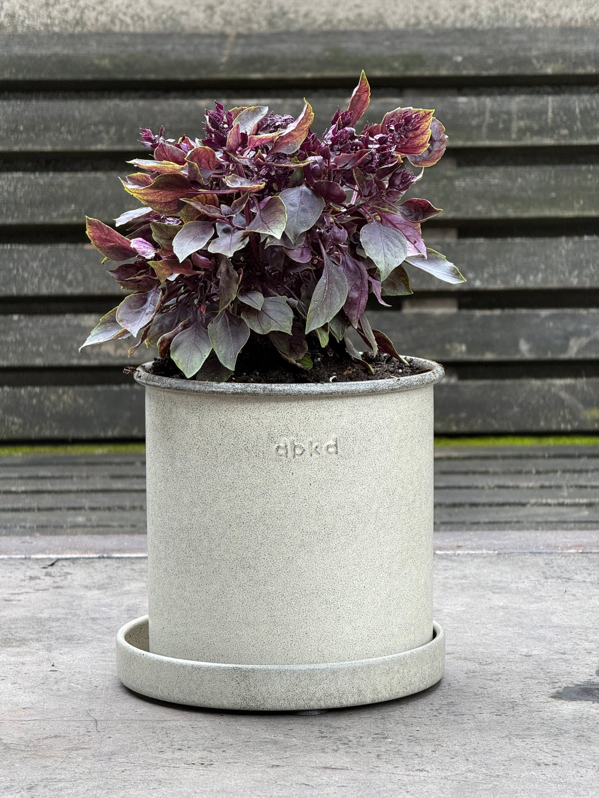 Purple Ball Basil | Ocimum Basilicum | Very aromatic Basil therapyofflowers.com