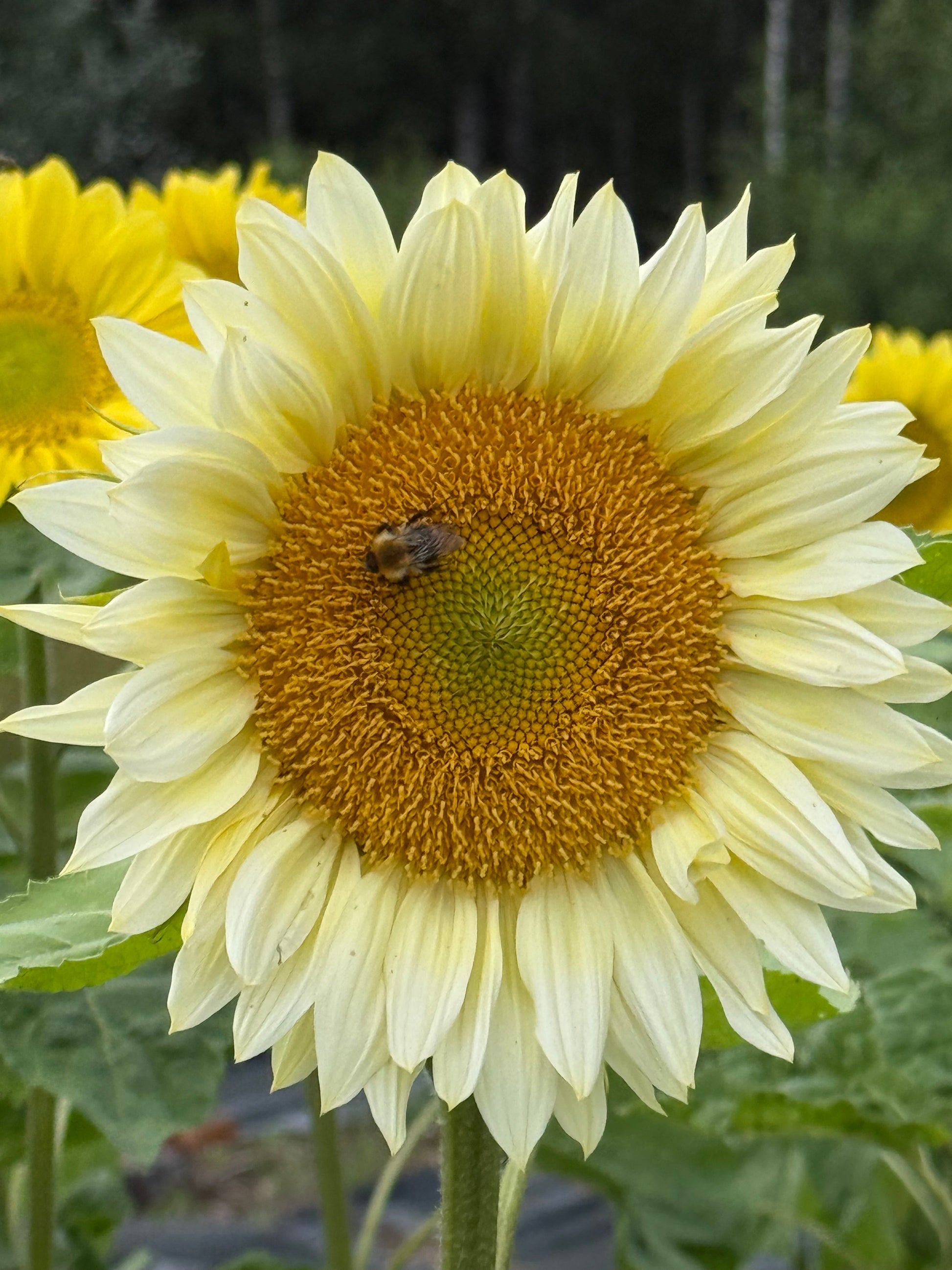 Sunflower ProCut® White Lite F1 | Helianthus annuus therapyofflowers.com