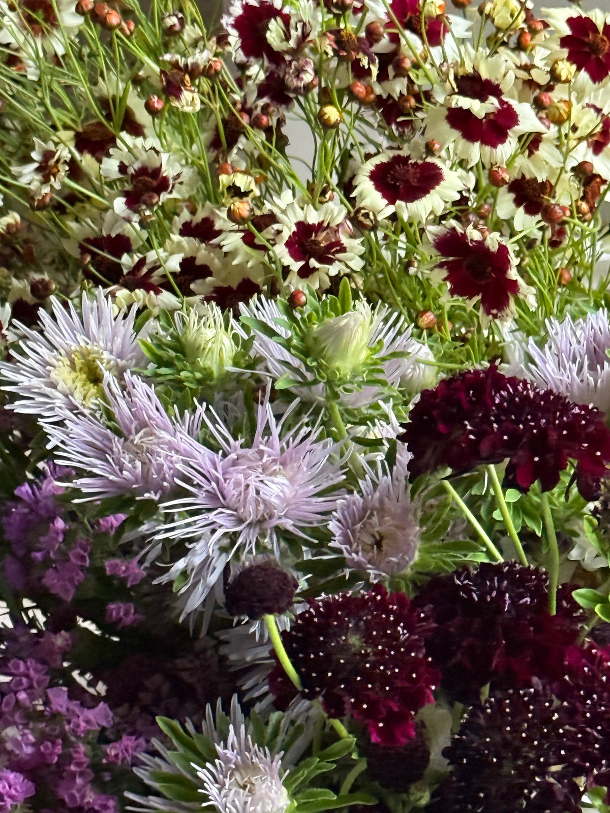 Scabiosa atropurpurea QIS® Black Purple | Sweet Scabious | Pincushion Flower therapyofflowers.com