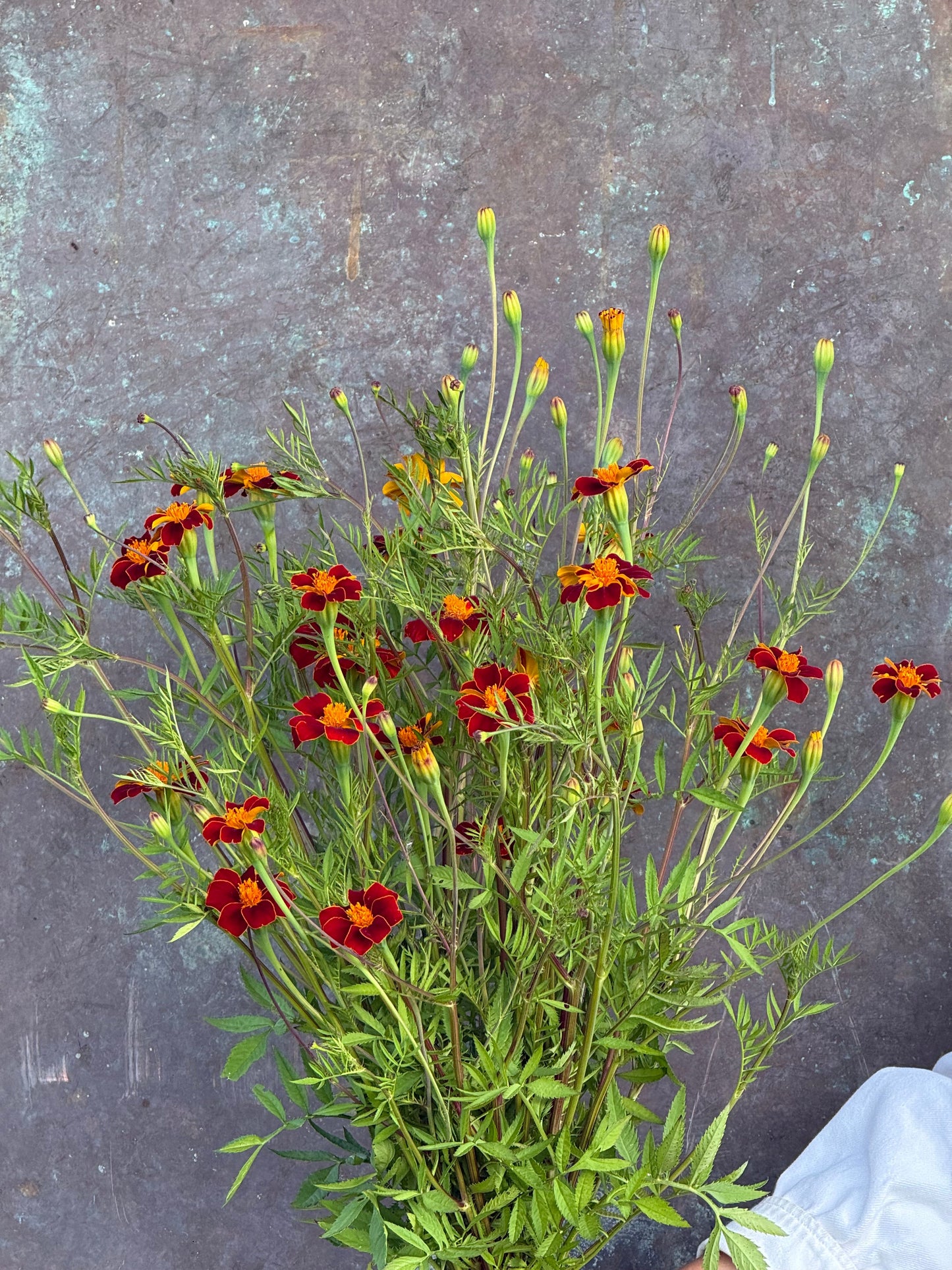 Tagetes patula Linnaeus Burning Embers | French Marigold | Height - 70 cm therapyofflowers.com