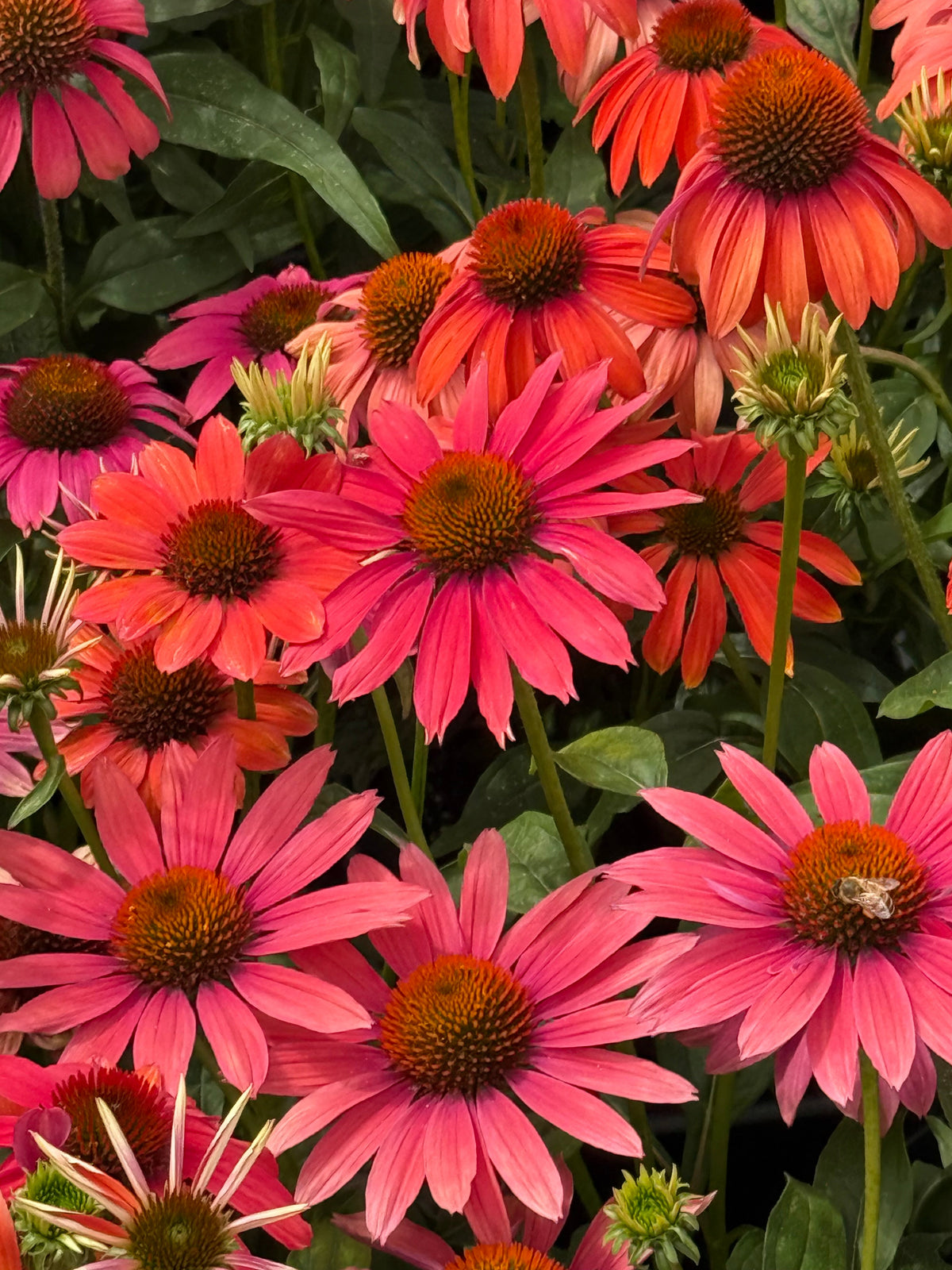 Echinacea purpurea PollyNation™ Golden Summer Mix | Coneflower therapyofflowers.com