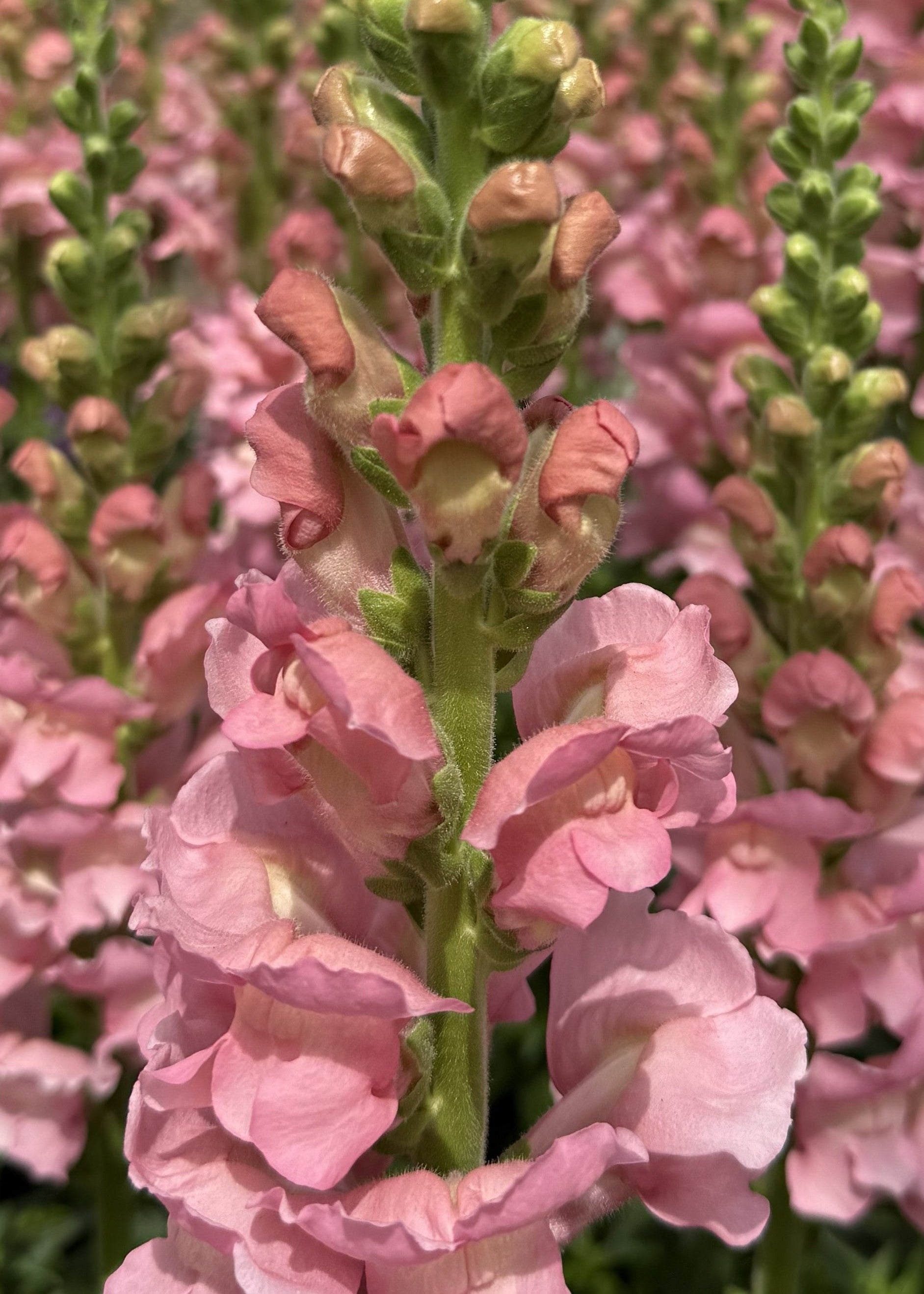 Antirrhinum majus Antibes Soft Pink F1 | Group 1 | Snapdragon therapyofflowers.com