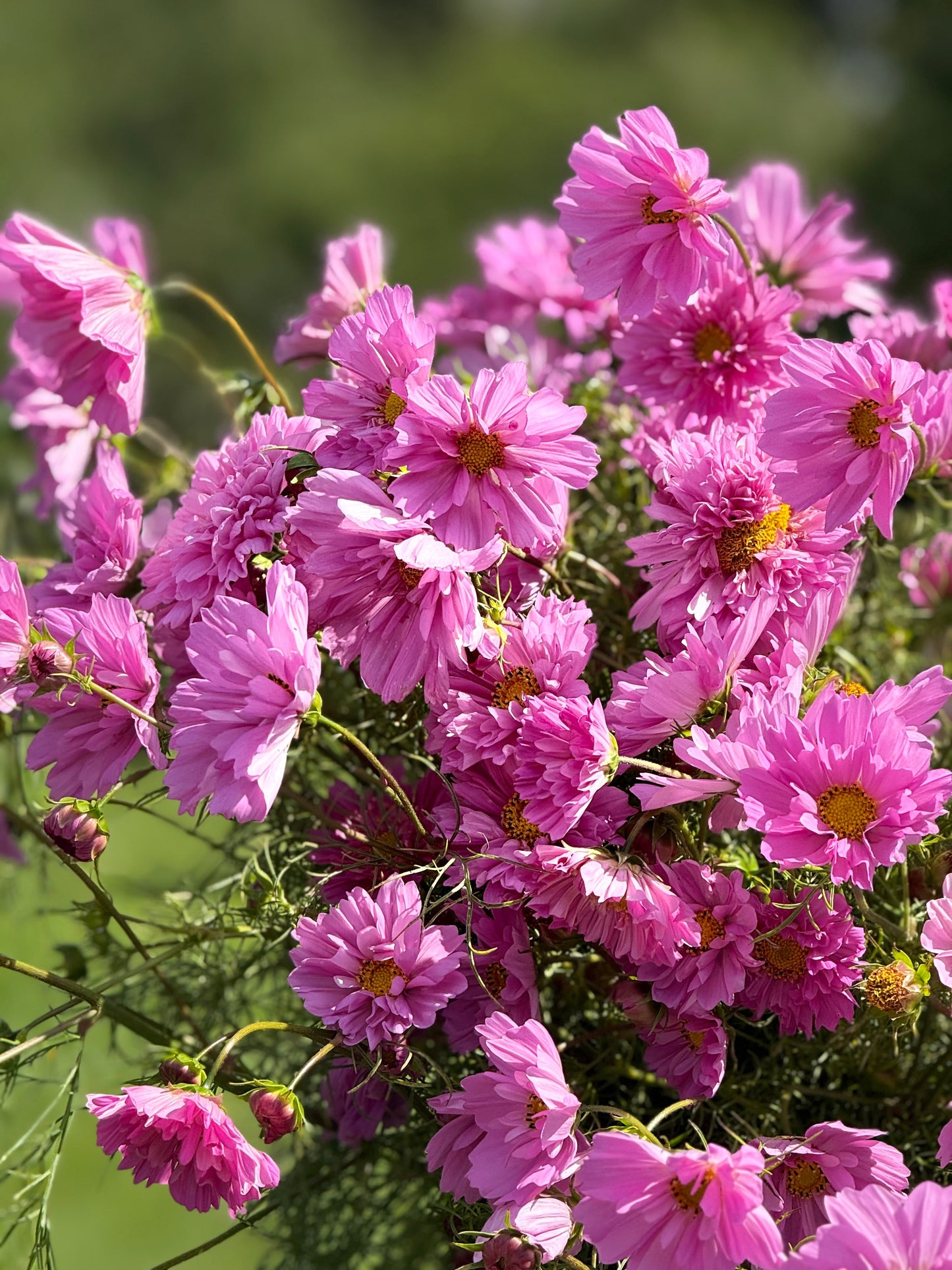 Cosmos bipinnatus Double Dutch Rose therapyofflowers.com