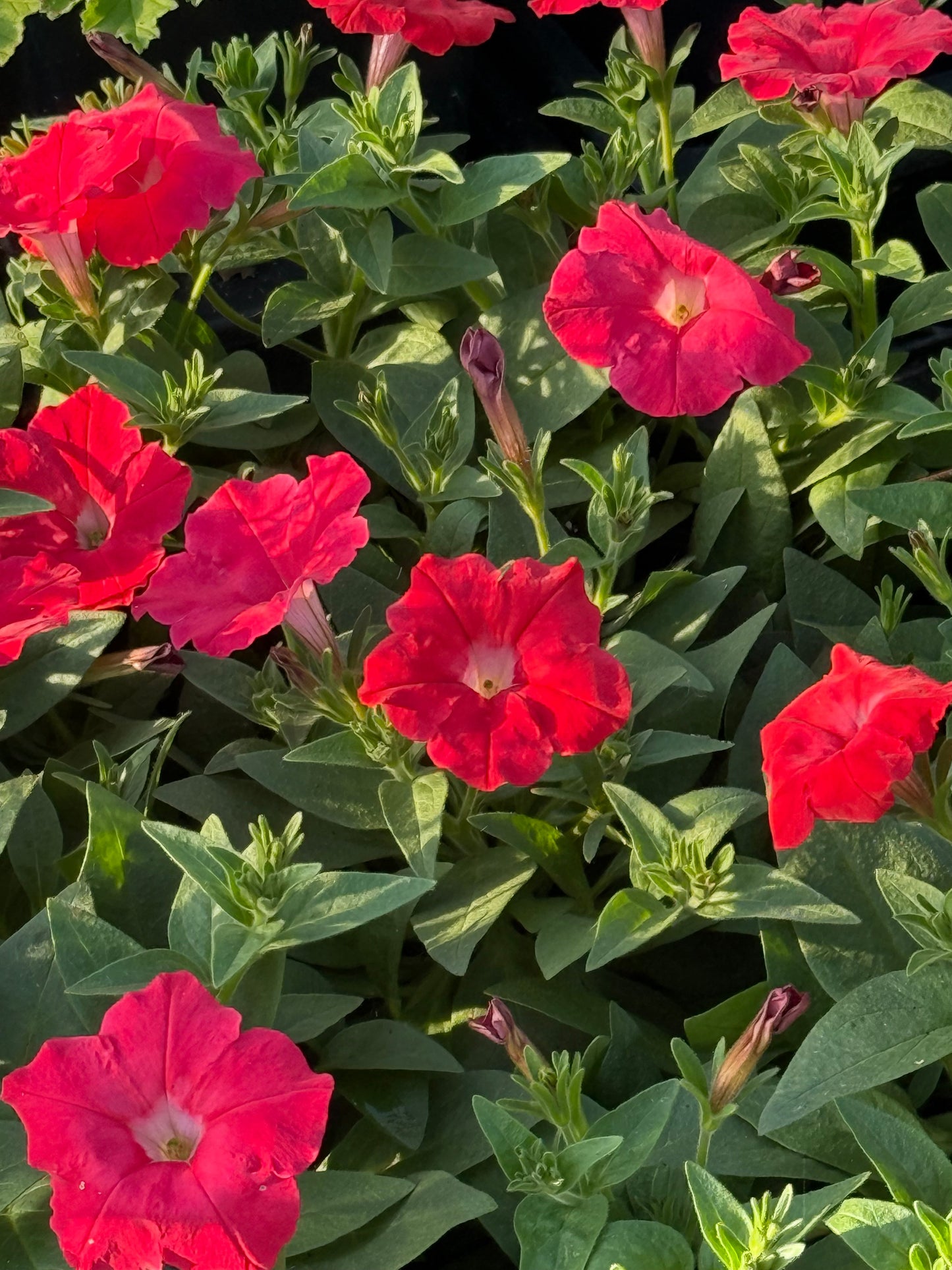 Petunia x Hybrida Pendolino Sensation Salmon-Orange F1 | Italian Petunia | Pelleted therapyofflowers.com