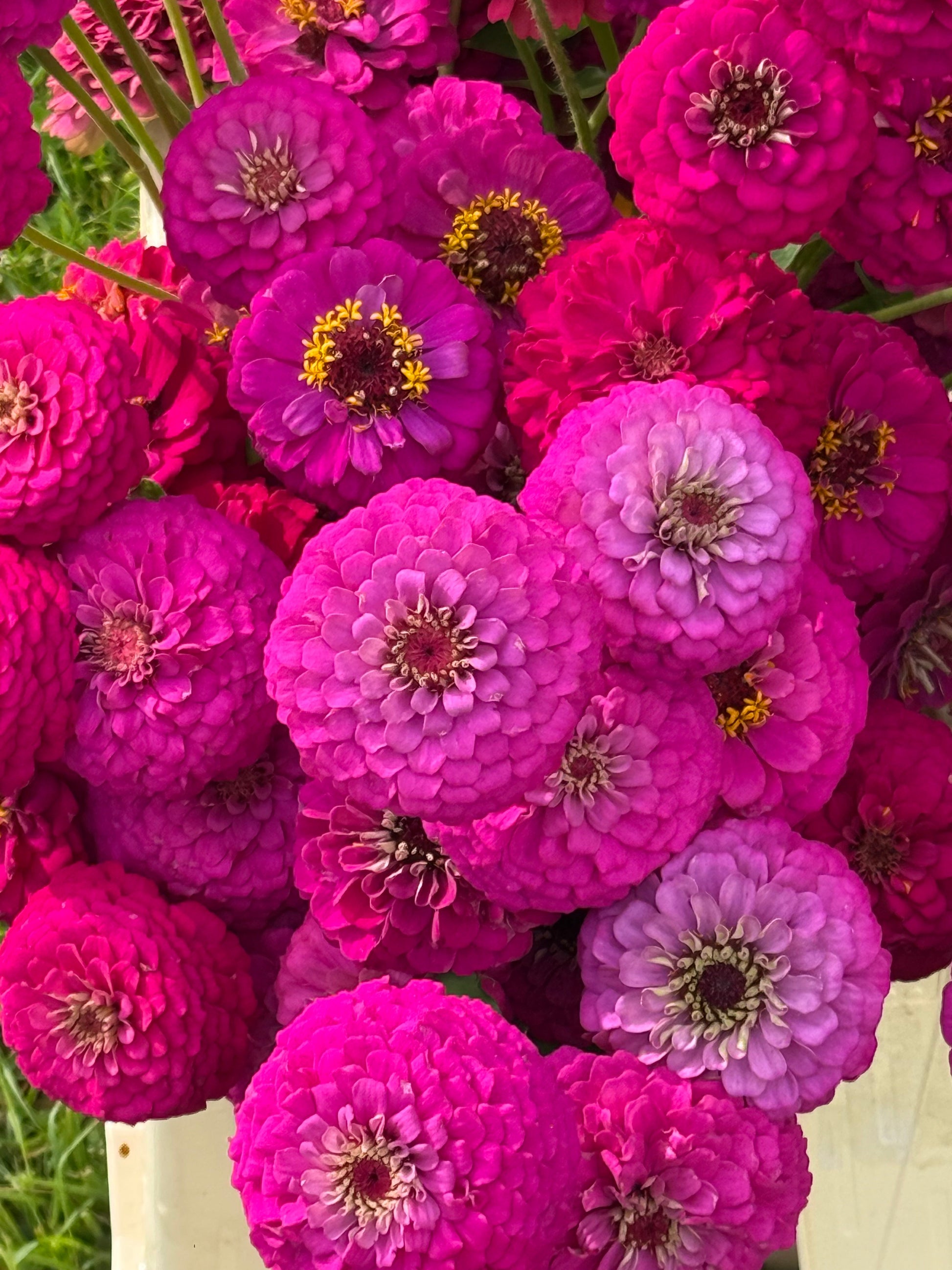 Zinnia elegans Oklahoma Carmine | Elegant Cut Flower Zinnia therapyofflowers.com