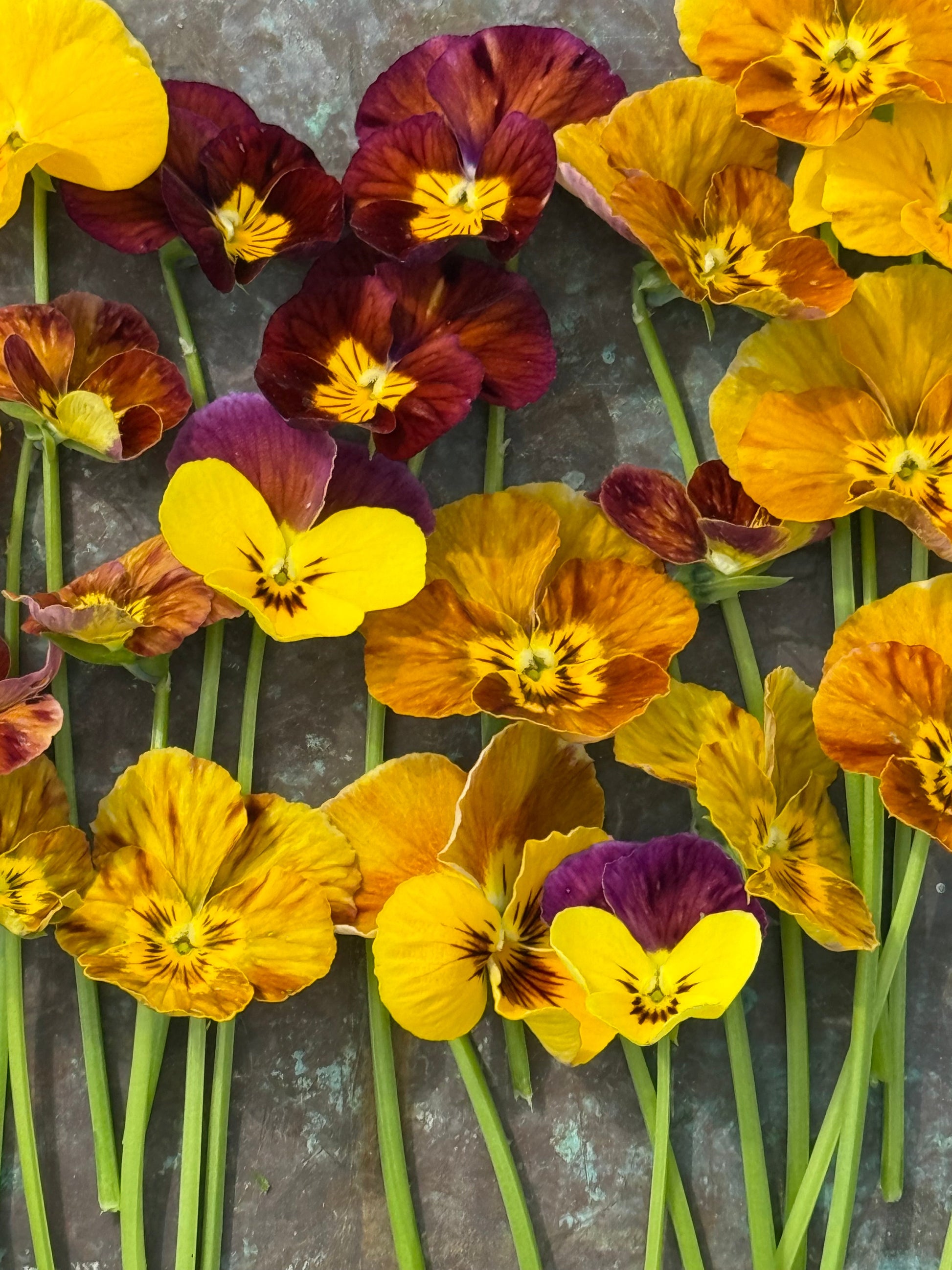 Viola cornuta Brush Strokes | Horned Pansy | Historic Striped Violas therapyofflowers.com