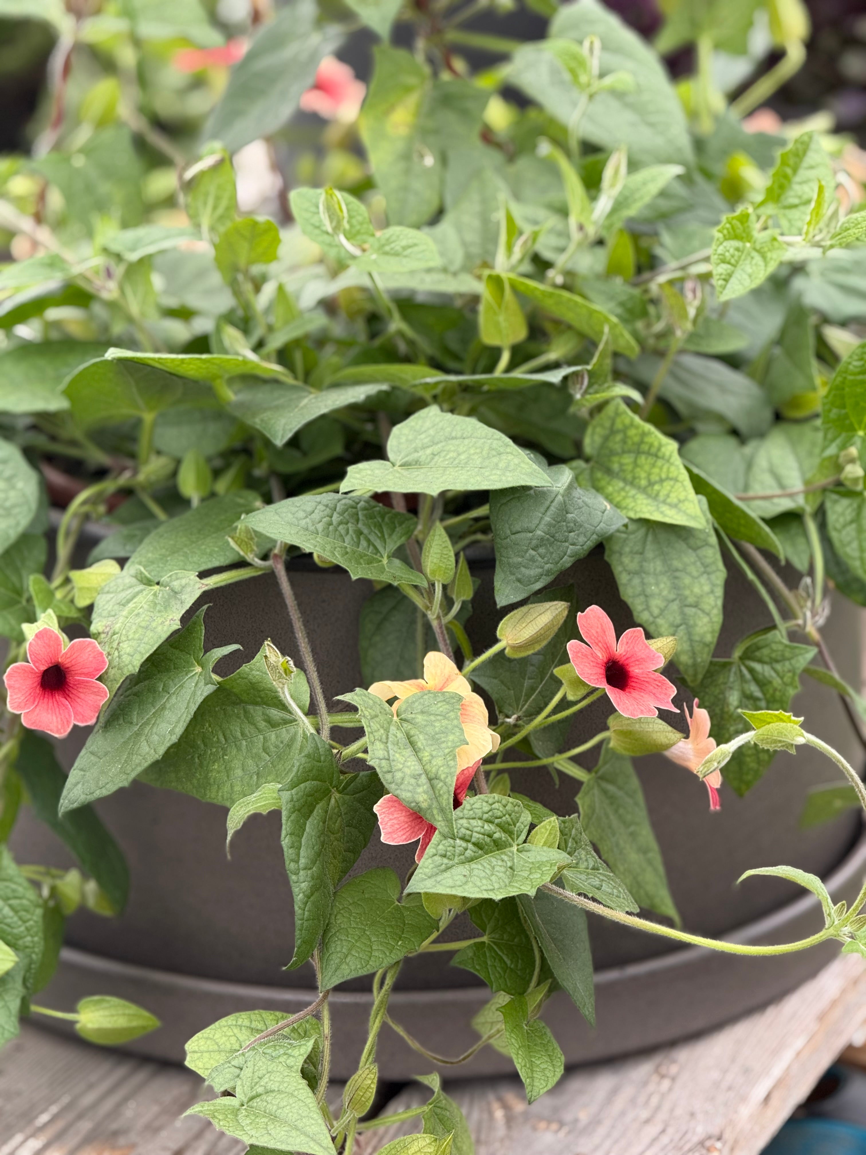 Thunbergia alata 'African Sunset Mix' | Black-Eyed Susan Vine