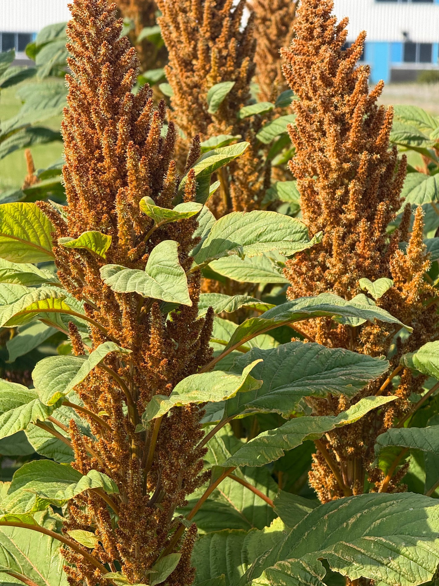 Amaranthus cruentus Hot Biscuits | Yellow-Brown therapyofflowers.com