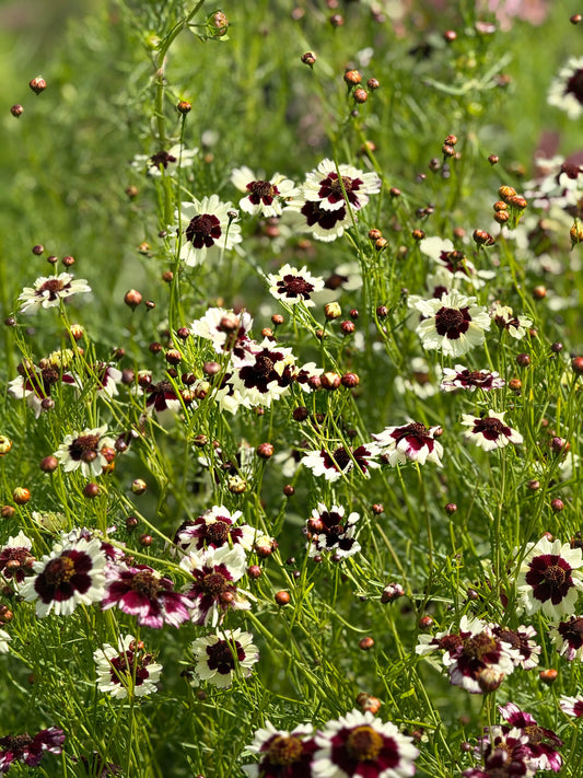 Coreopsis x hybrida Incredible! Swirl | Tickseed therapyofflowers.com