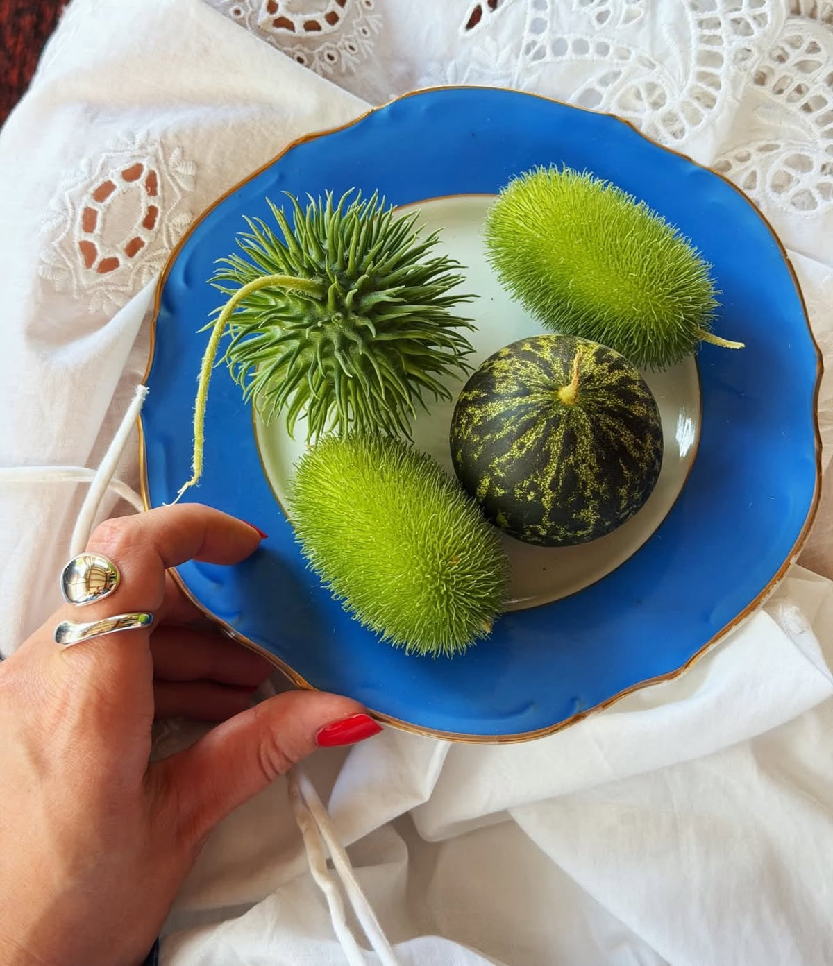 Cucumis species Deco-Fruits Mix | Ornamental Cucumbers | 8 Species therapyofflowers.com