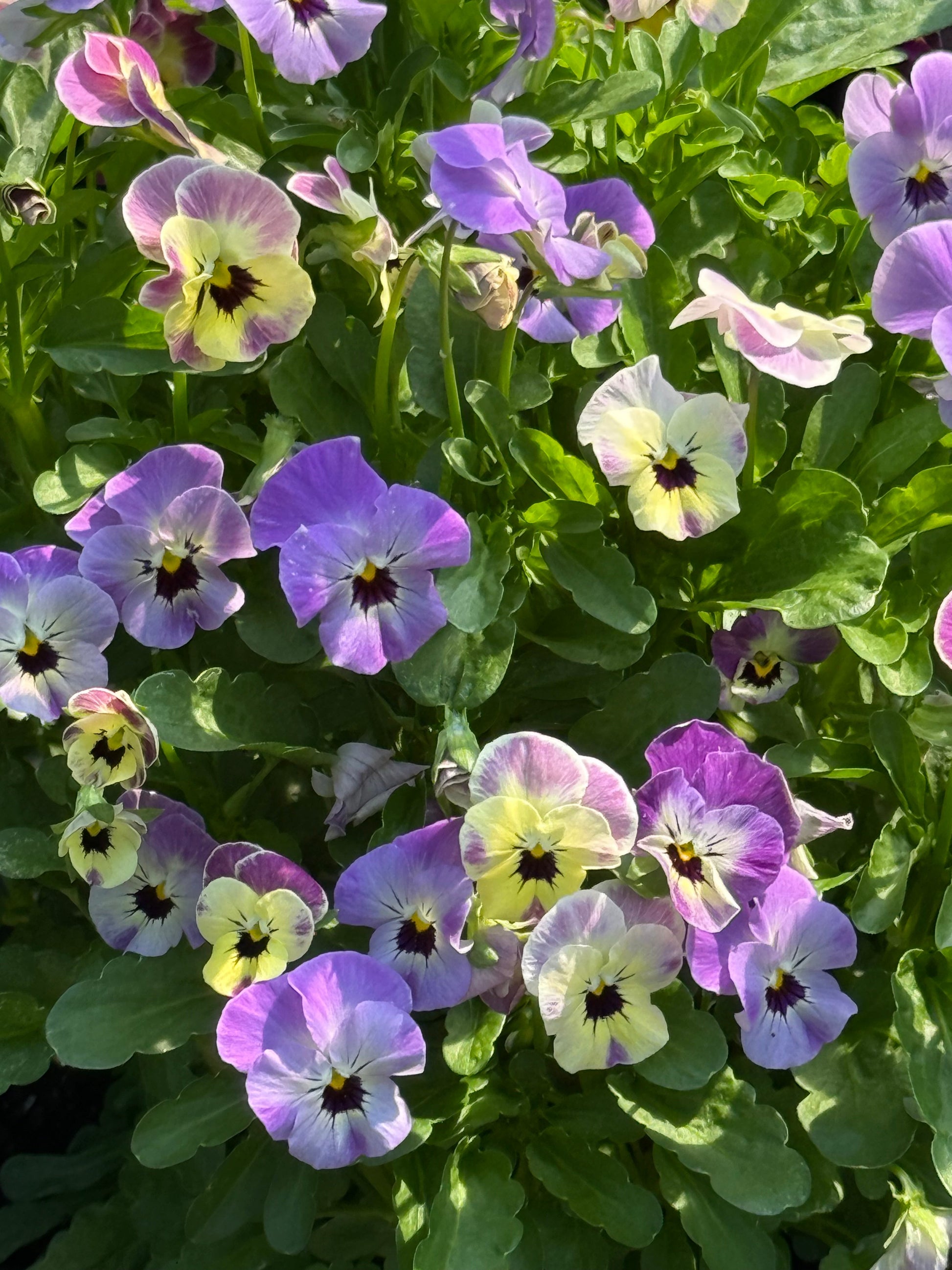 Viola cornuta Antique Laeta F1 | Horned Pansy therapyofflowers.com
