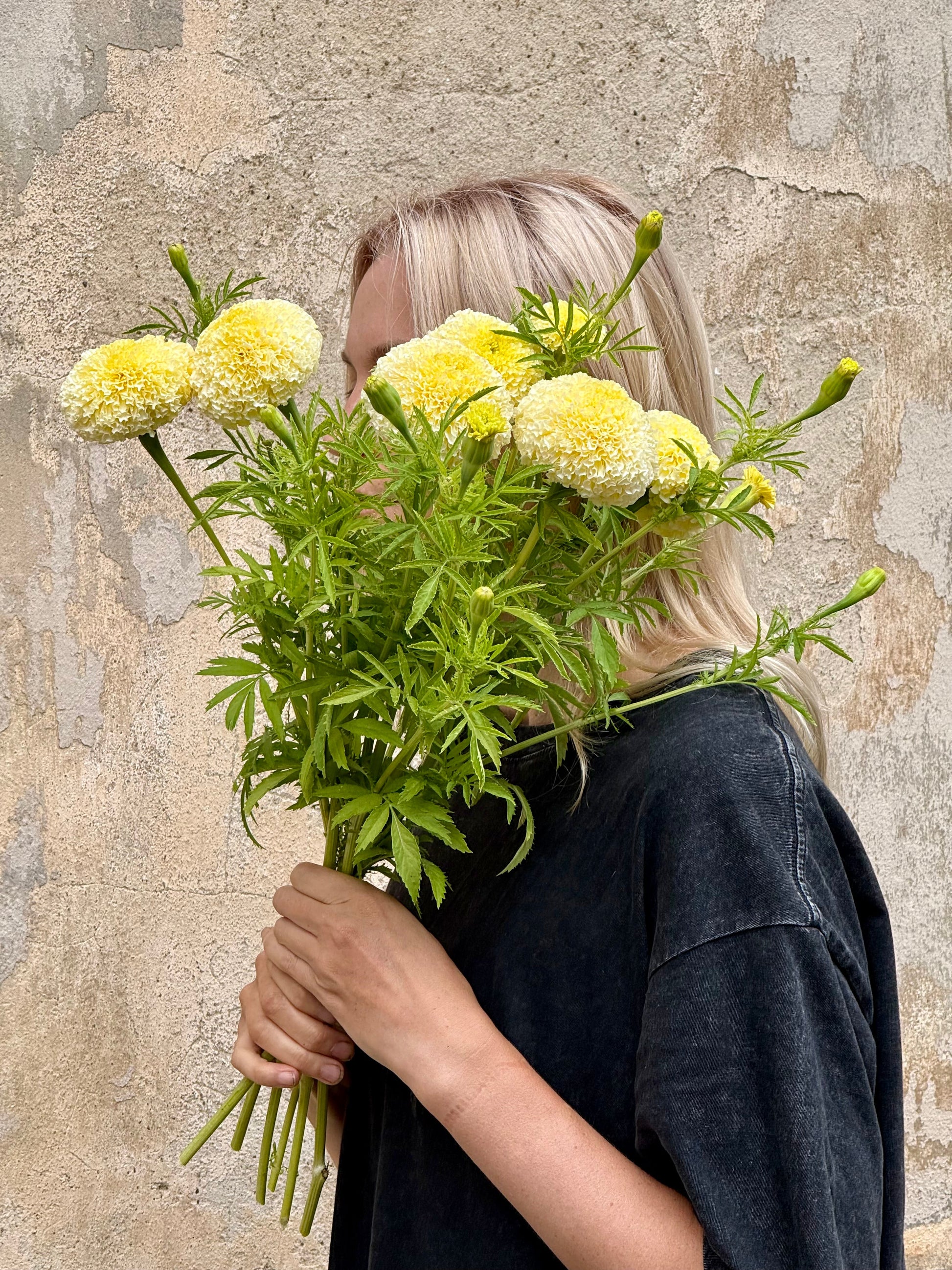 Tagetes erecta Swan White F1 | African Marigold | 60-65cm | White Cut Flower Variety therapyofflowers.com