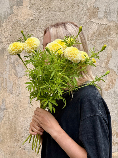 Tagetes erecta Swan White F1 | African Marigold | 60-65cm | White Cut Flower Variety therapyofflowers.com