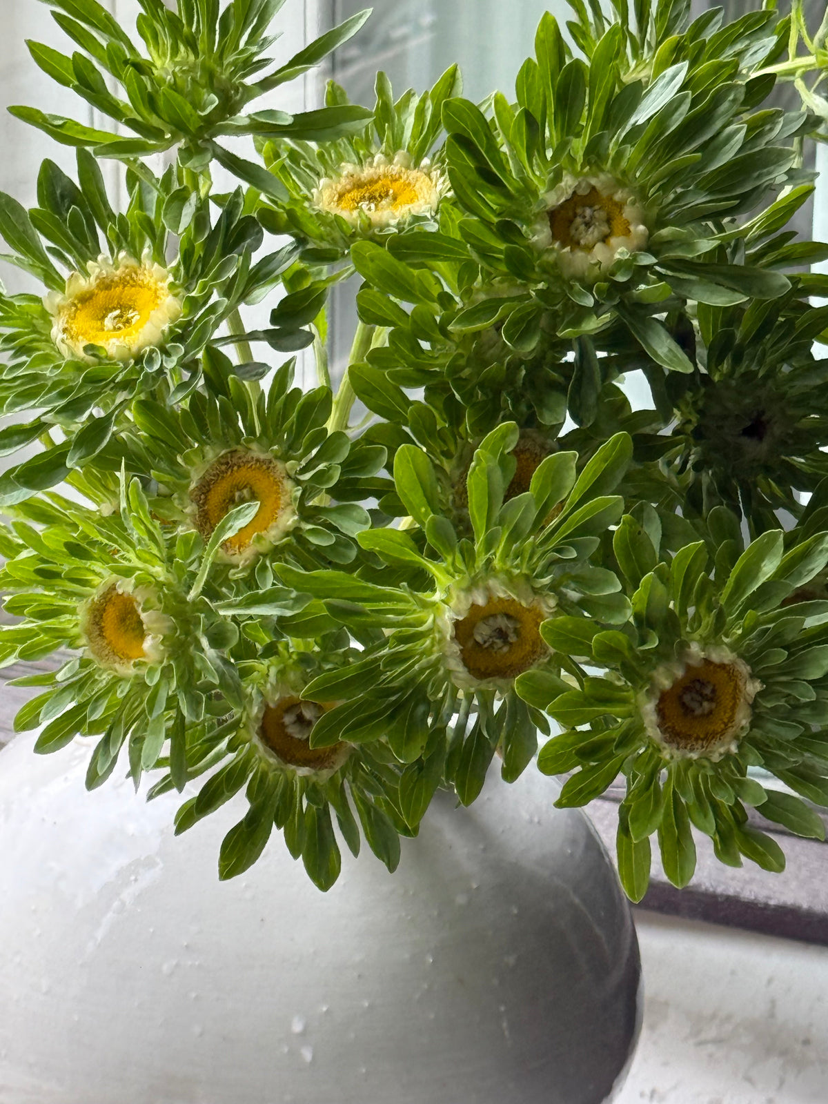 Callistephus chinensis Hulk | China Aster therapyofflowers.com