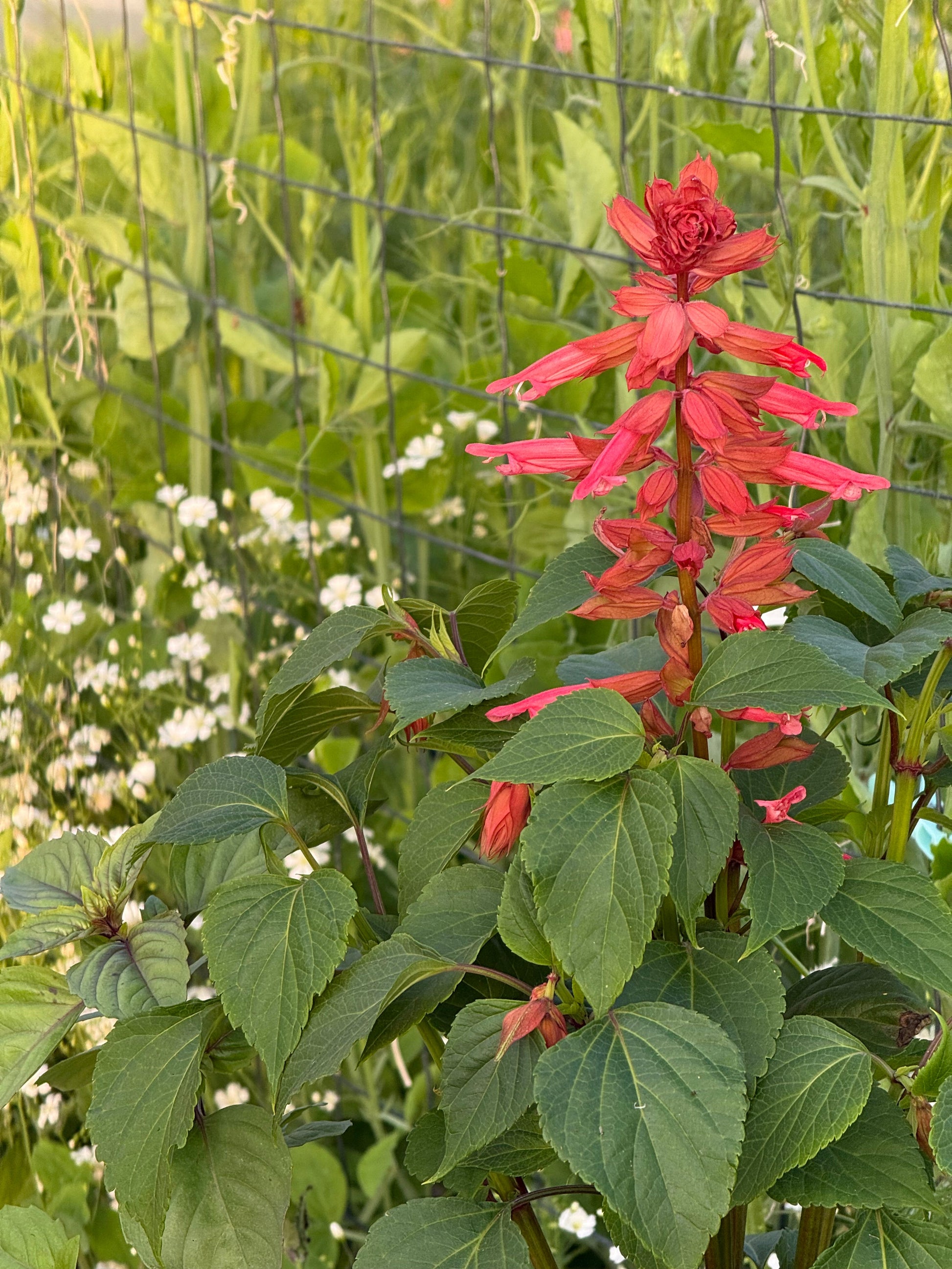 Salvia splendens Estella Coral | Scarlet sage therapyofflowers.com