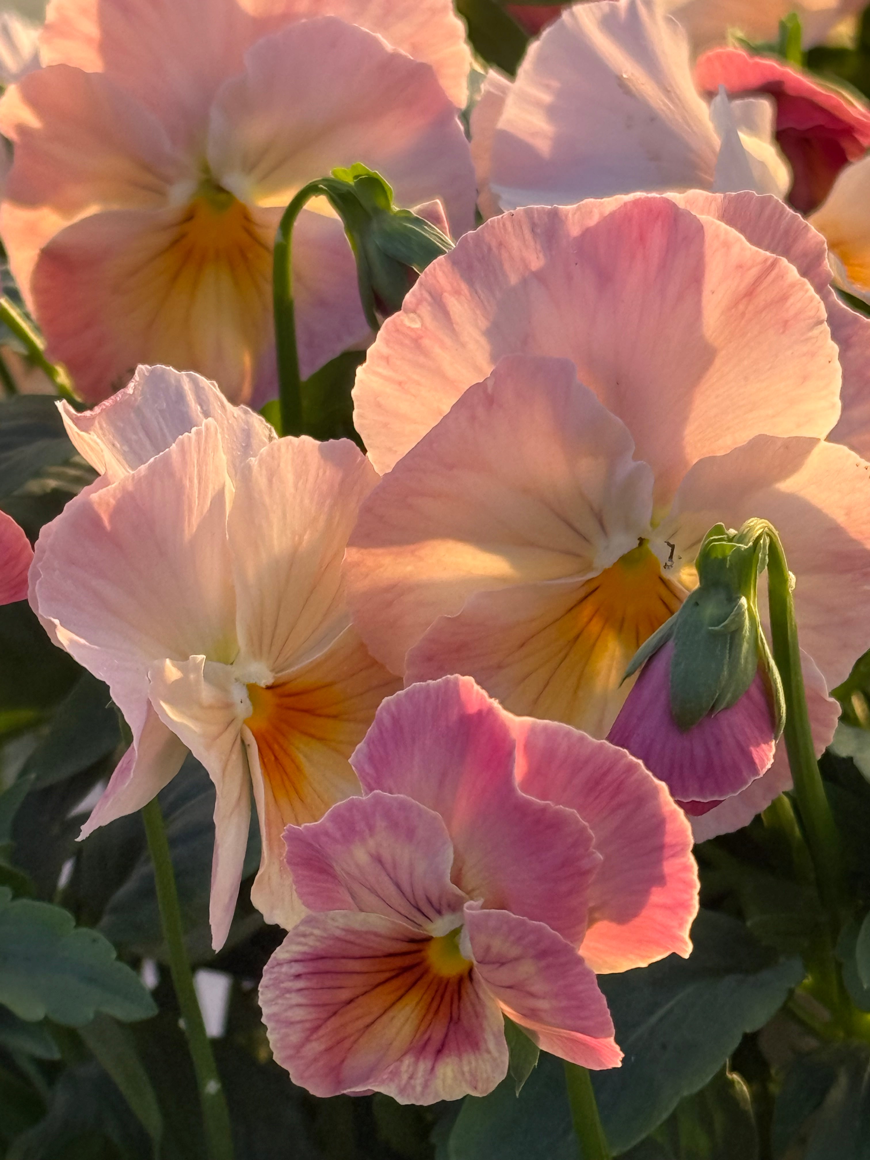 Viola x wittrockiana Inspire® Peach Shades F1 | Pansy Seeds for