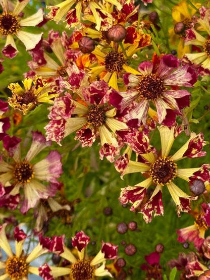 Coreopsis x hybrida Incredible! Sea Shells mix | Tickseed therapyofflowers.com
