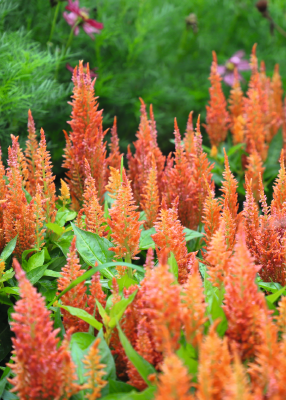 Celosia plumosa Fresh Look Orange  | Feather Celosia therapyofflowers.com