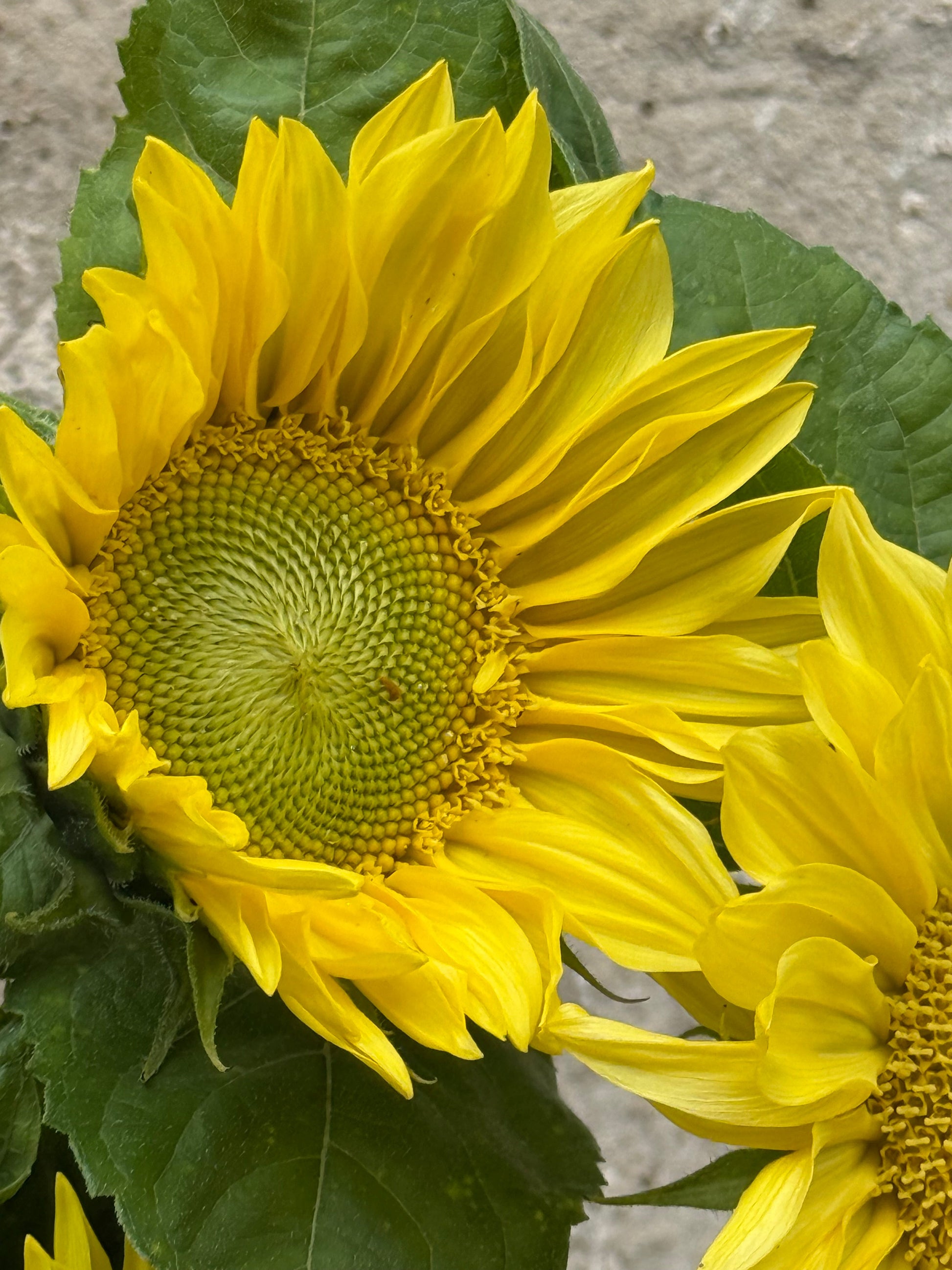 Sunflower ProCut® Lemon Lite F1 | Helianthus annuus | New! therapyofflowers.com