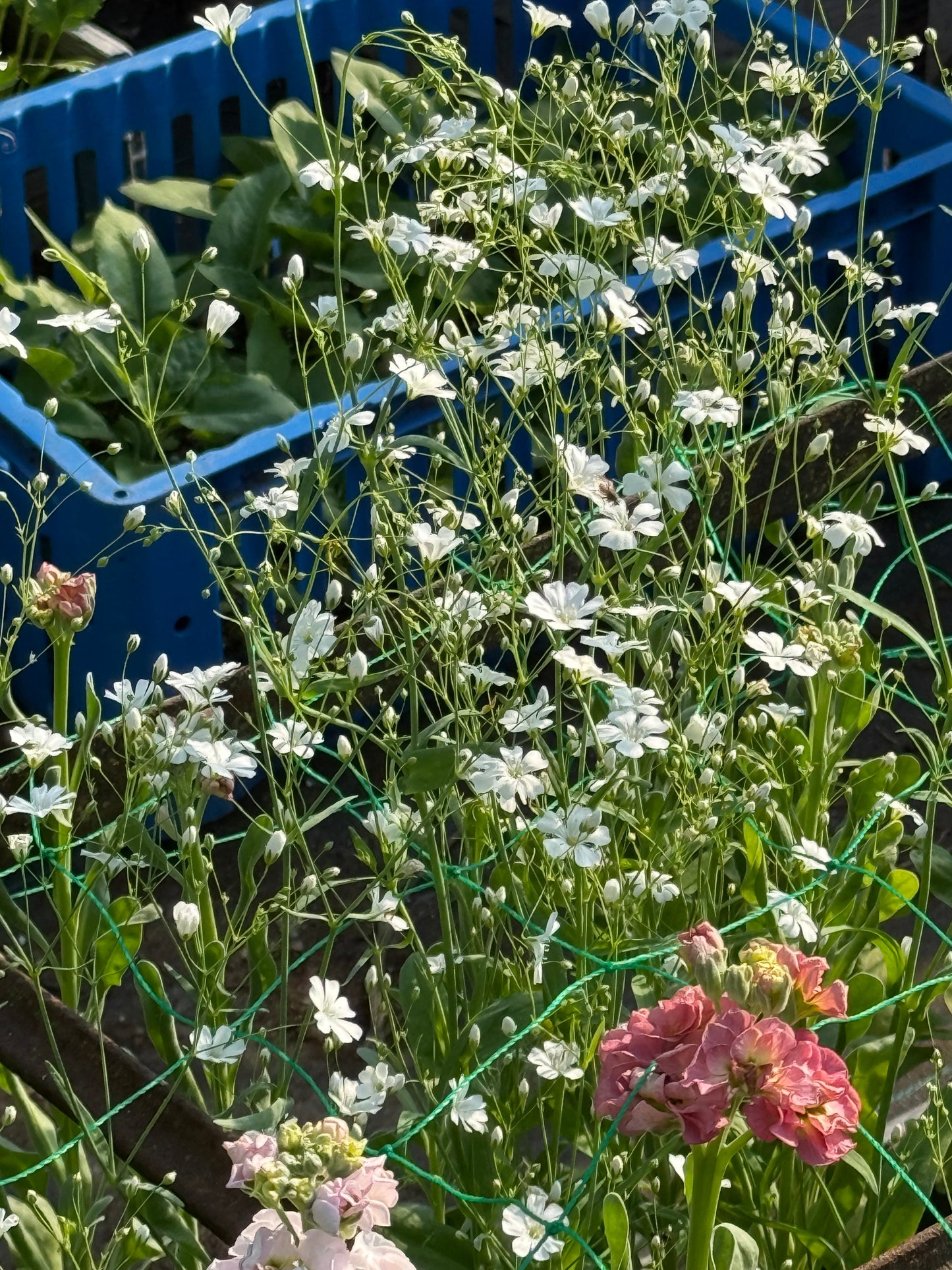 Gypsophila elegans Covent Garden | Annual Baby’s Breath therapyofflowers.com