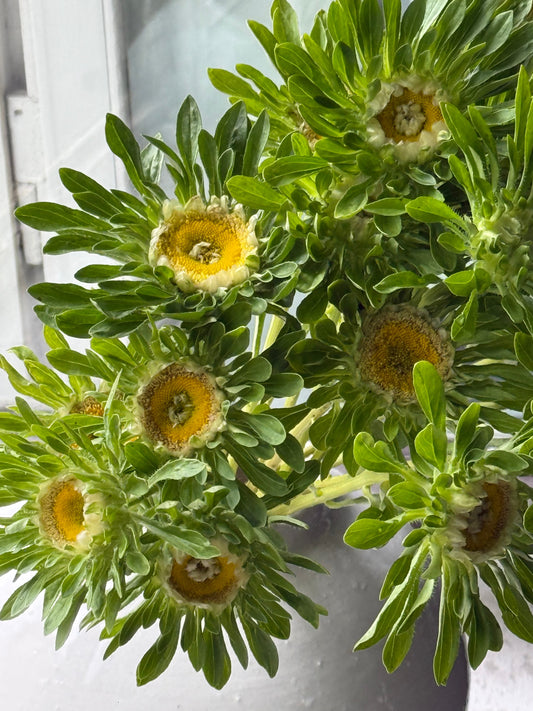 Callistephus chinensis Hulk | China Aster therapyofflowers.com
