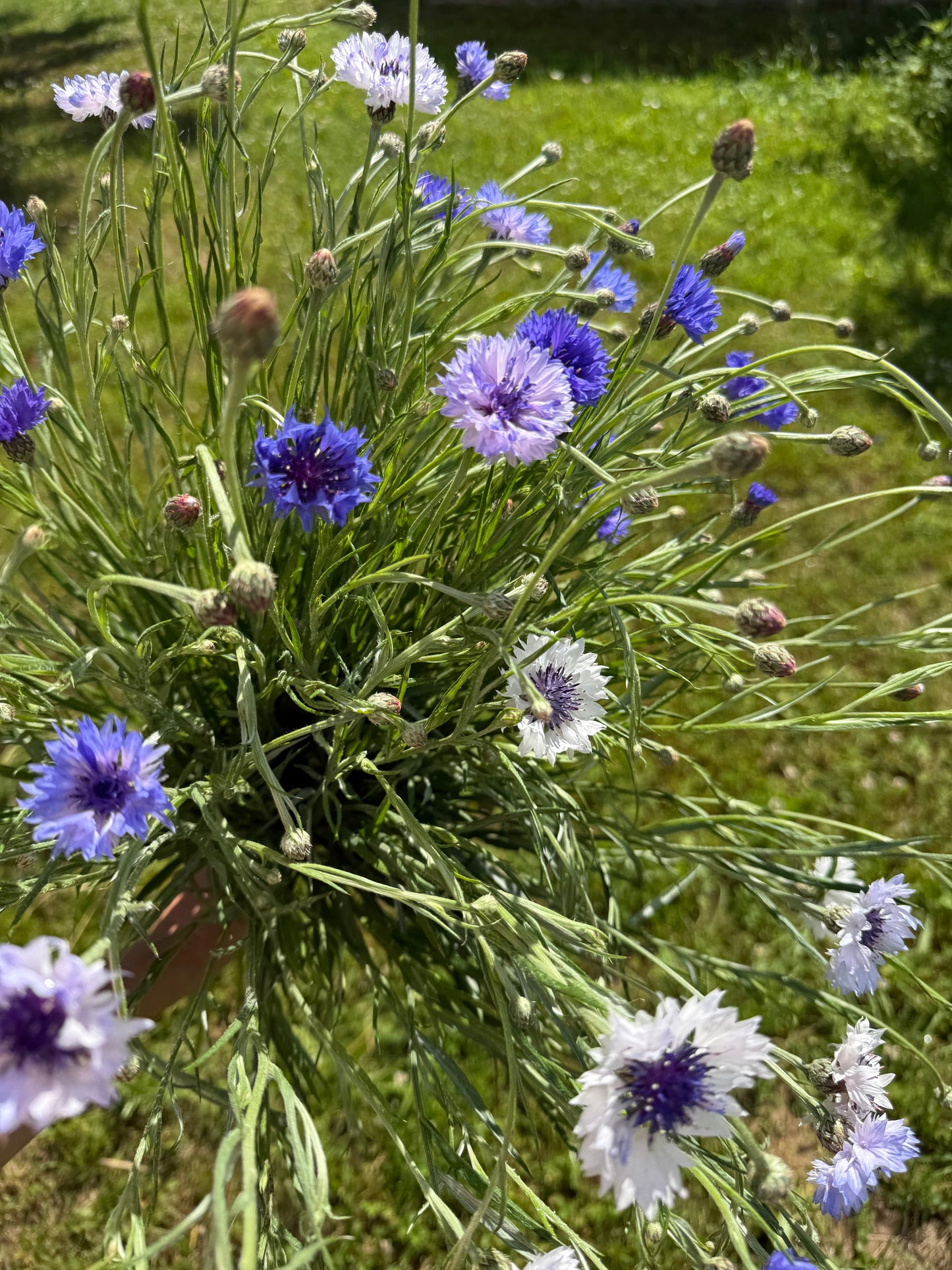 Centaurea cyanus Classic Fantastic | Cornflower therapyofflowers.com
