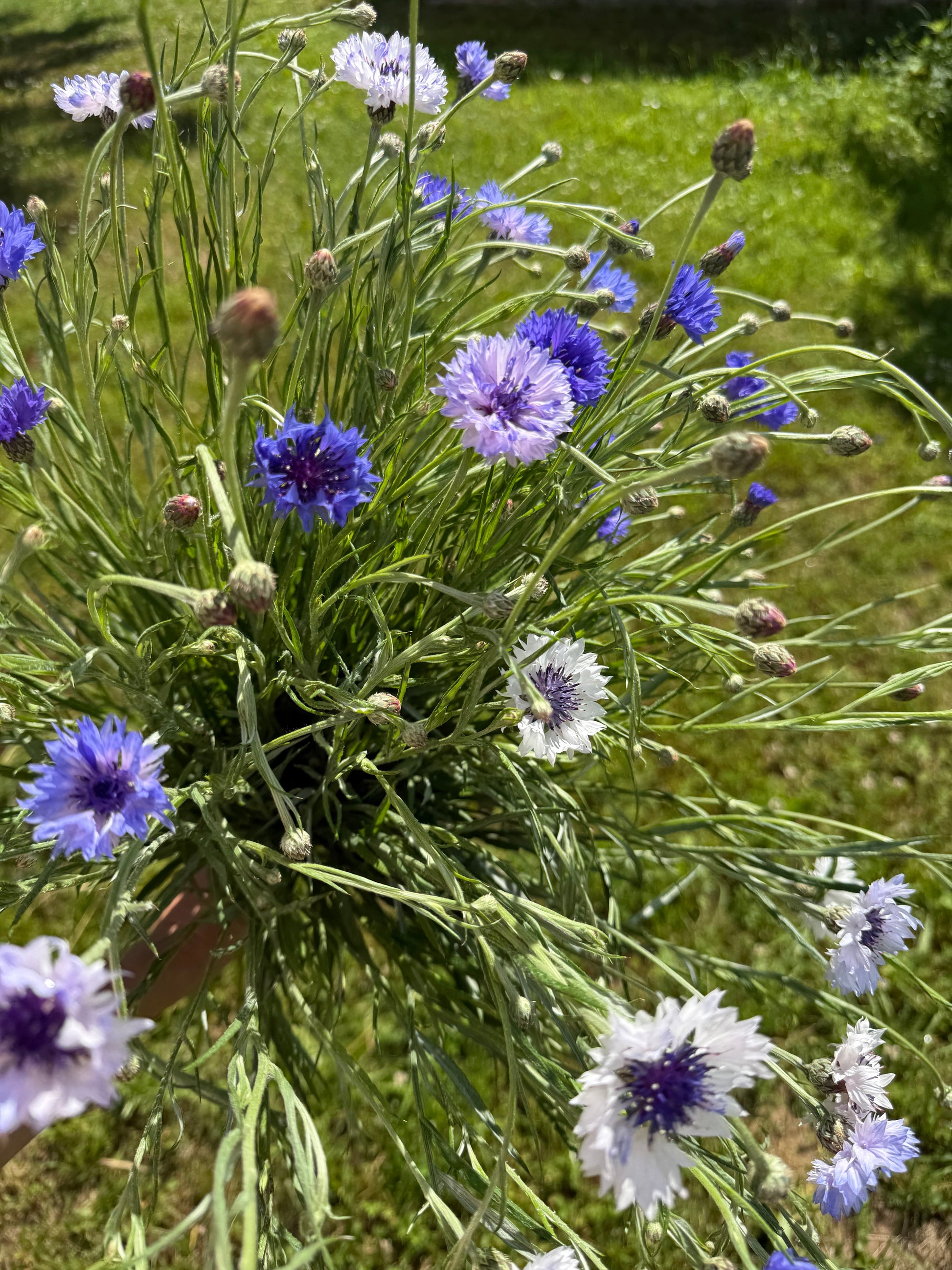 Centaurea cyanus Classic Fantastic | Cornflower therapyofflowers.com