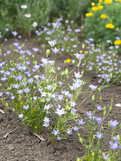 Nigella bucharica Blue Stars | Love-in-a-Mist therapyofflowers.com
