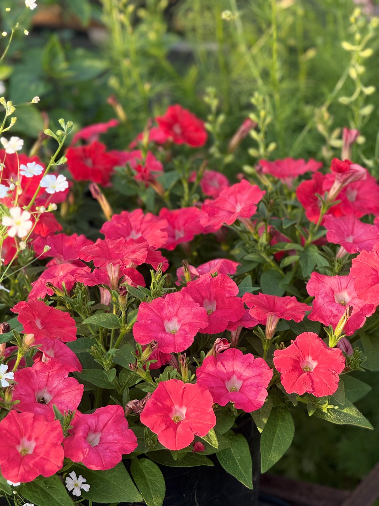 Petunia x Hybrida Pendolino Sensation Salmon-Orange F1 | Italian Petunia | Pelleted therapyofflowers.com