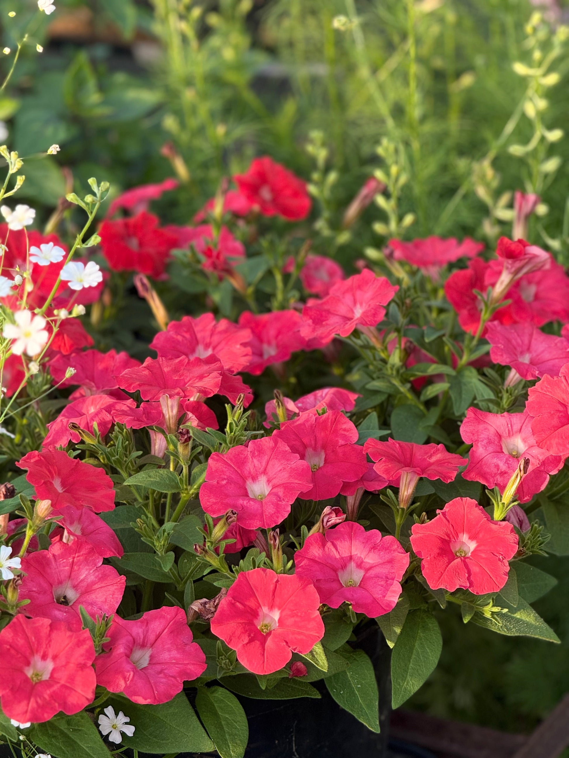 Petunia x Hybrida Pendolino Sensation Salmon-Orange F1 | Italian Petunia | Pelleted therapyofflowers.com