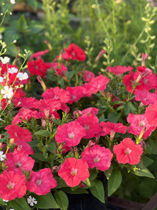Petunia x Hybrida Pendolino Sensation Salmon-Orange F1 | Italian Petunia | Pelleted therapyofflowers.com