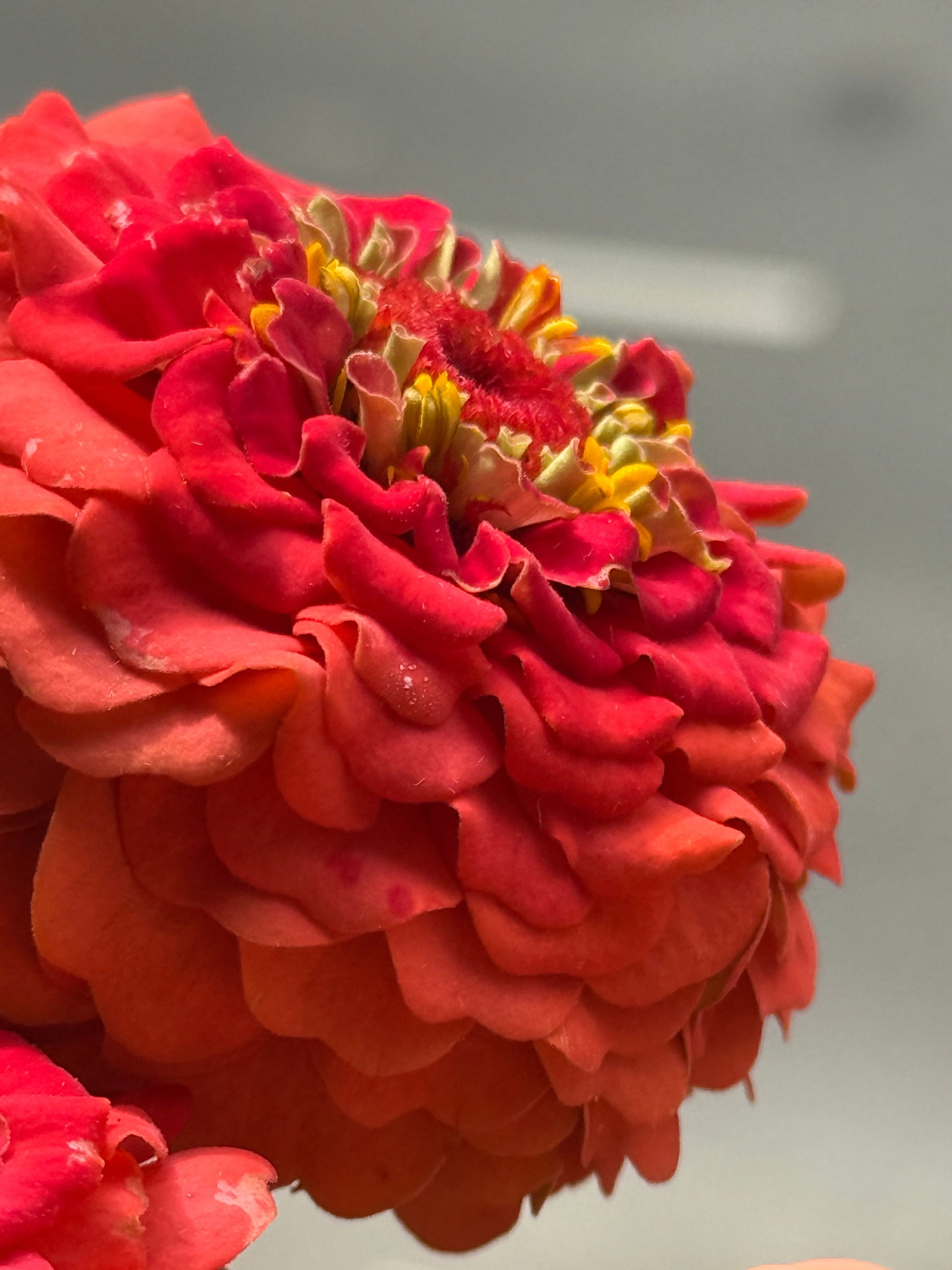 Zinnia elegans OKLAHOMA Salmon | Cut Flower Zinnia therapyofflowers.com