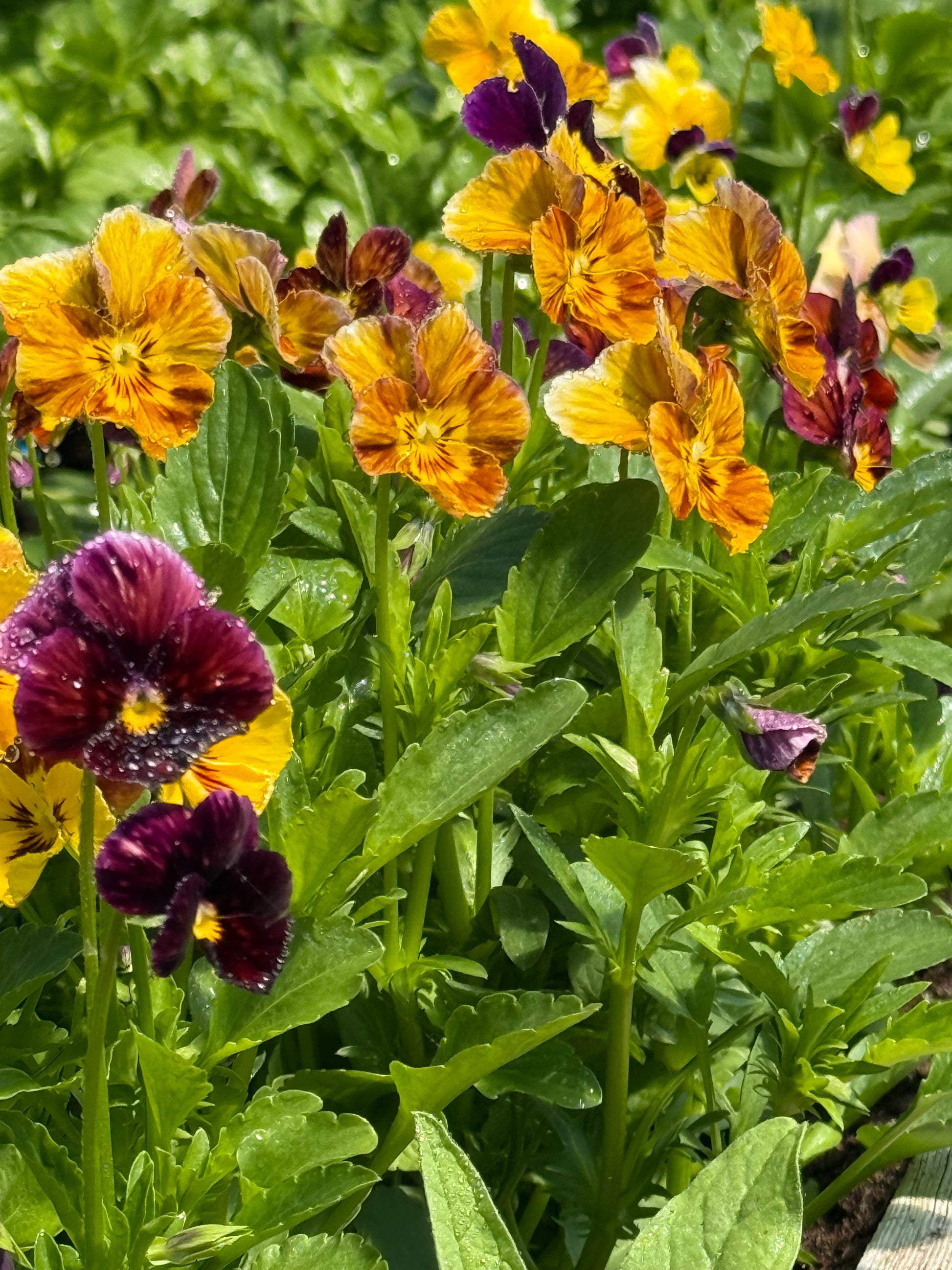 Viola cornuta Brush Strokes | Horned Pansy | Historic Striped Violas therapyofflowers.com