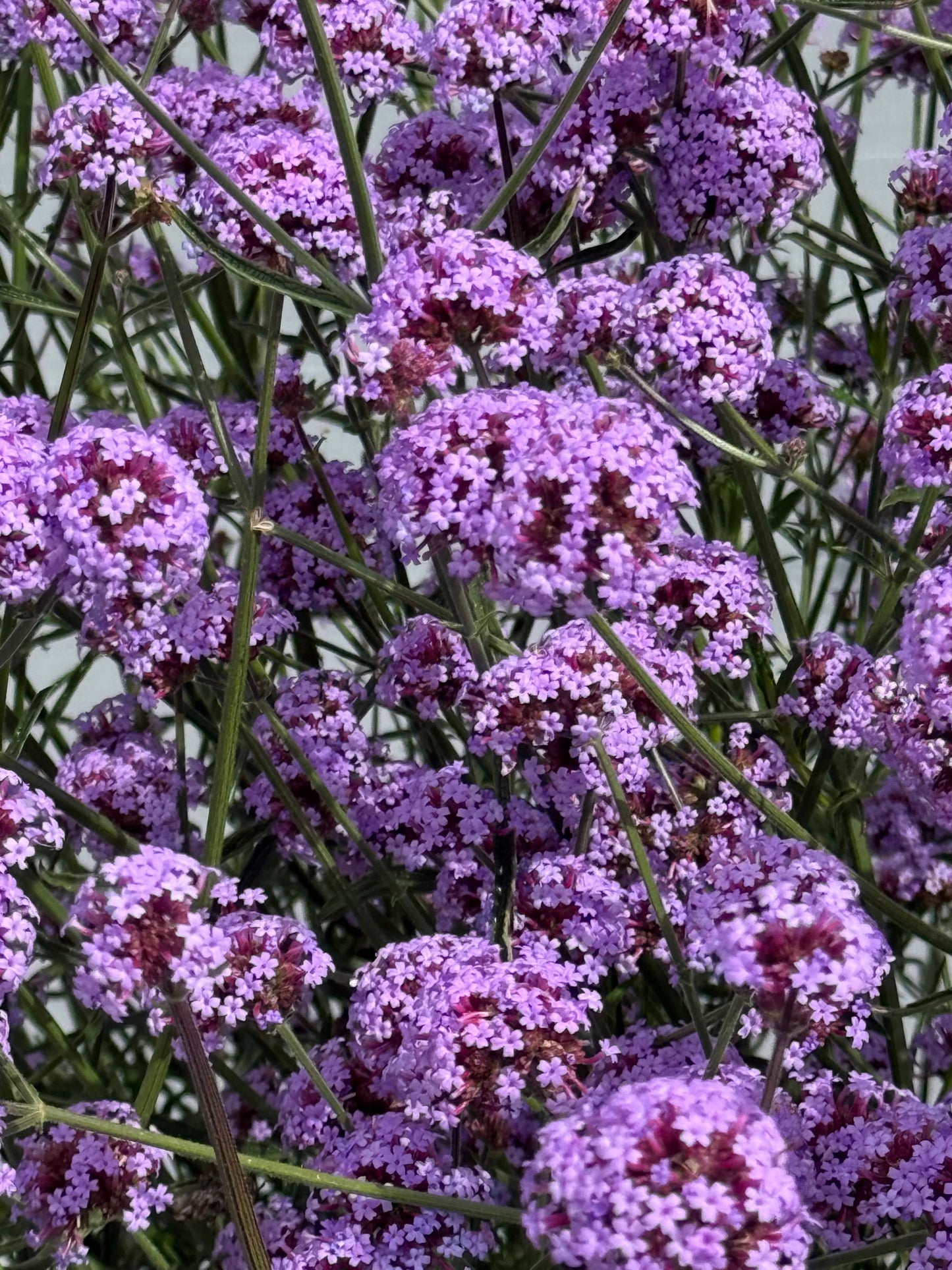 Verbena bonariensis Flair | Purple Vervain | Very Compact therapyofflowers.com