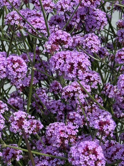 Verbena bonariensis Flair | Purple Vervain | Very Compact therapyofflowers.com